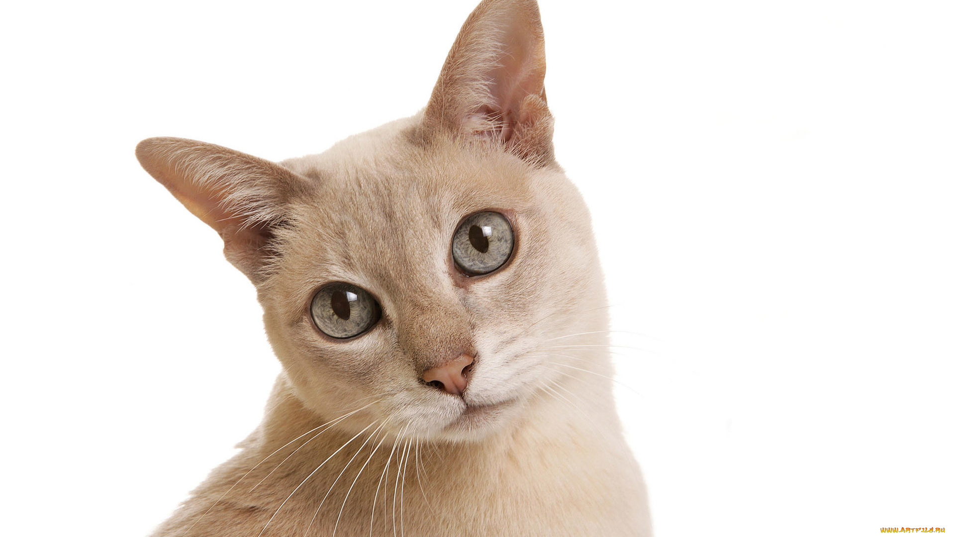 животные, коты, фон, белый, кошка