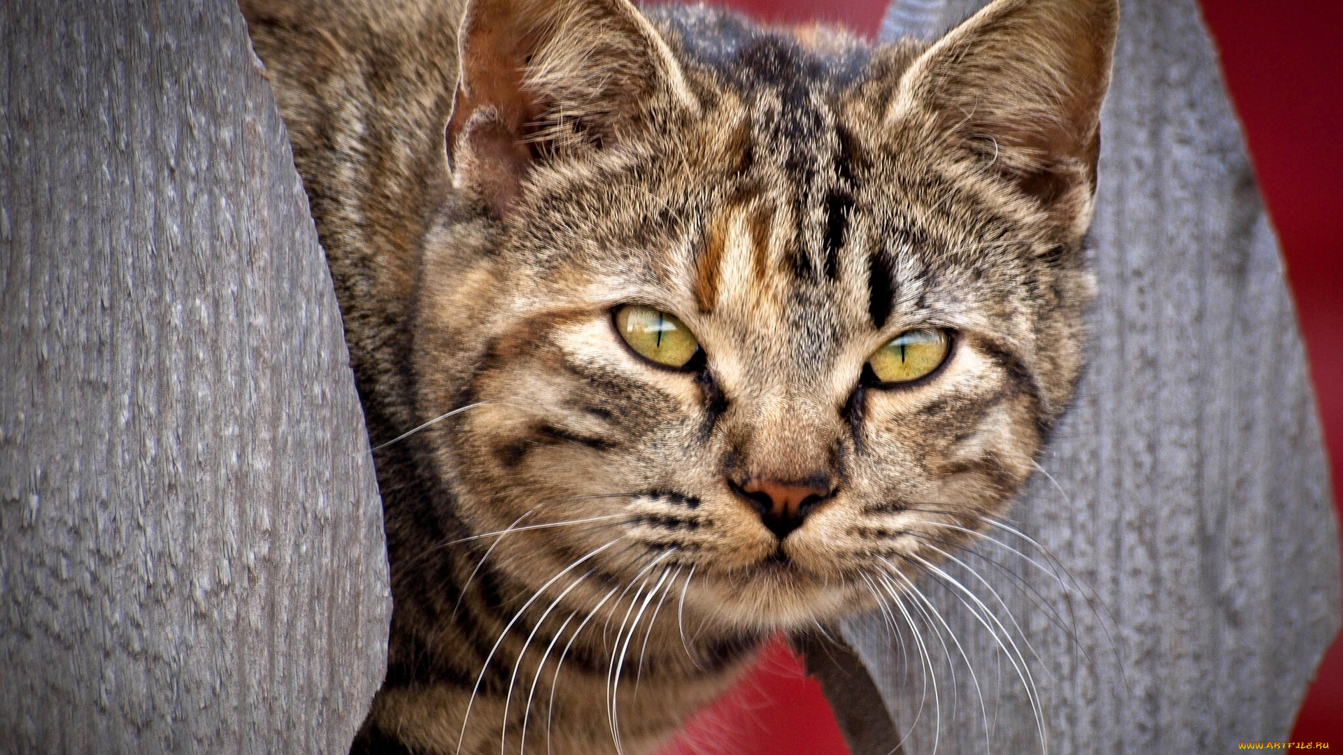 животные, коты, морда, взгляд