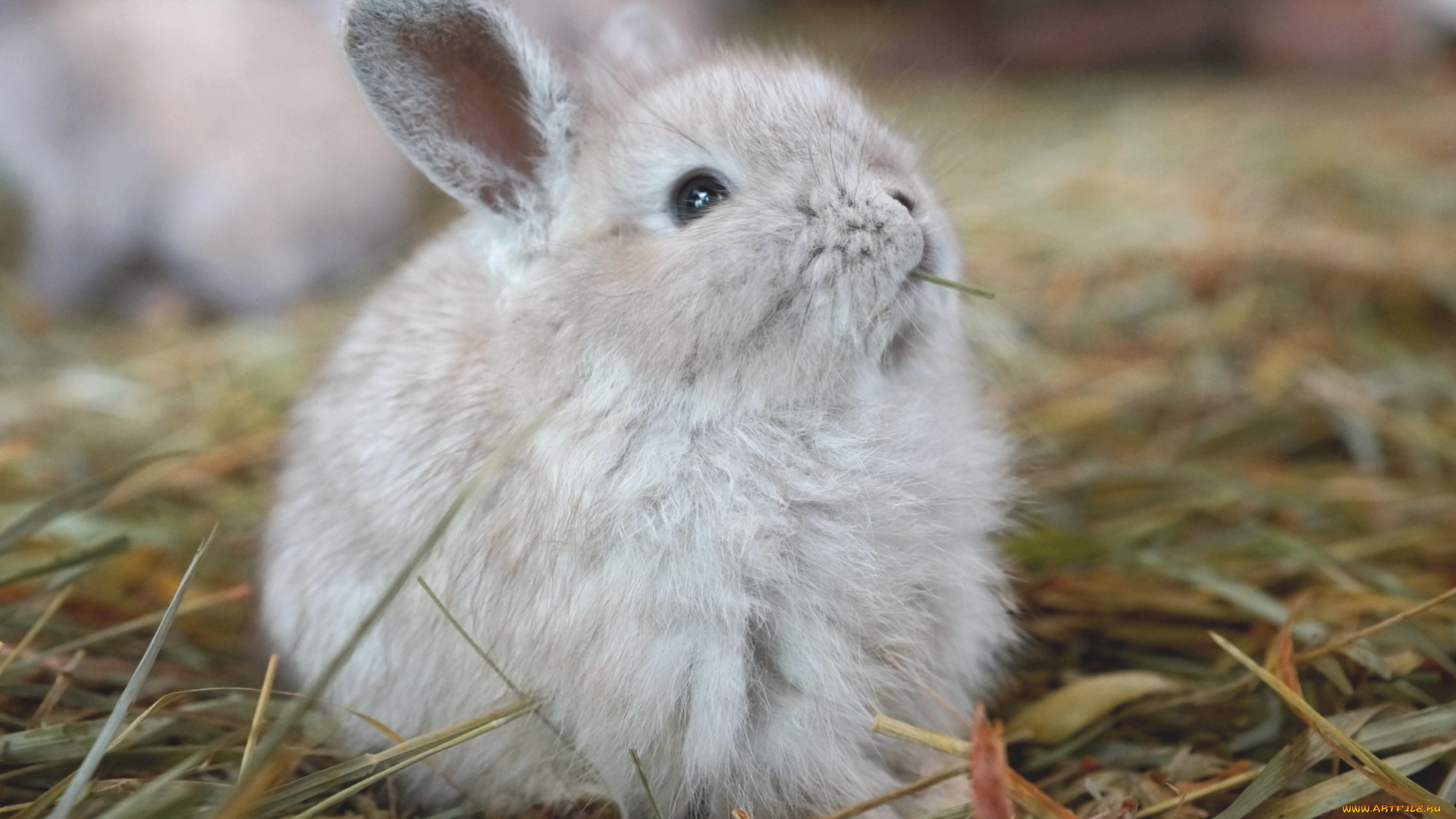 животные, кролики, зайцы, кролик