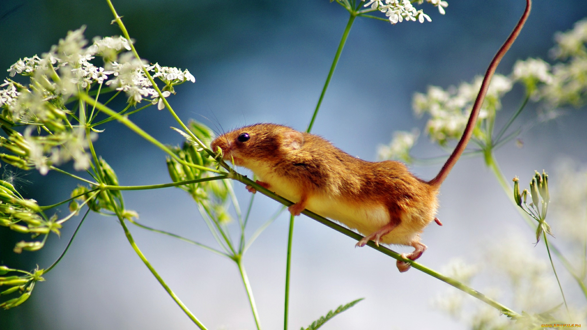 животные, крысы, мыши, мышка, стебель, цветы