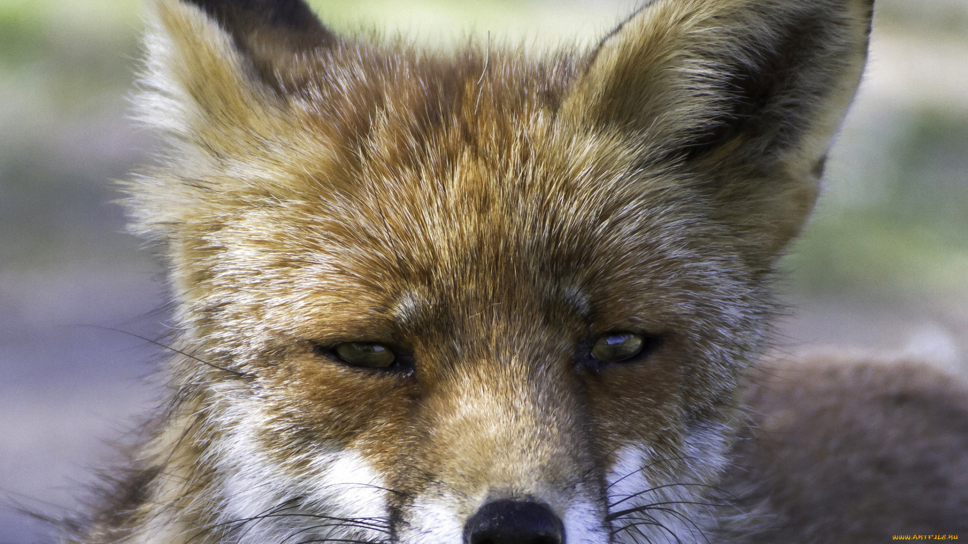 животные, лисы, лисичка, морда, уши, взгляд