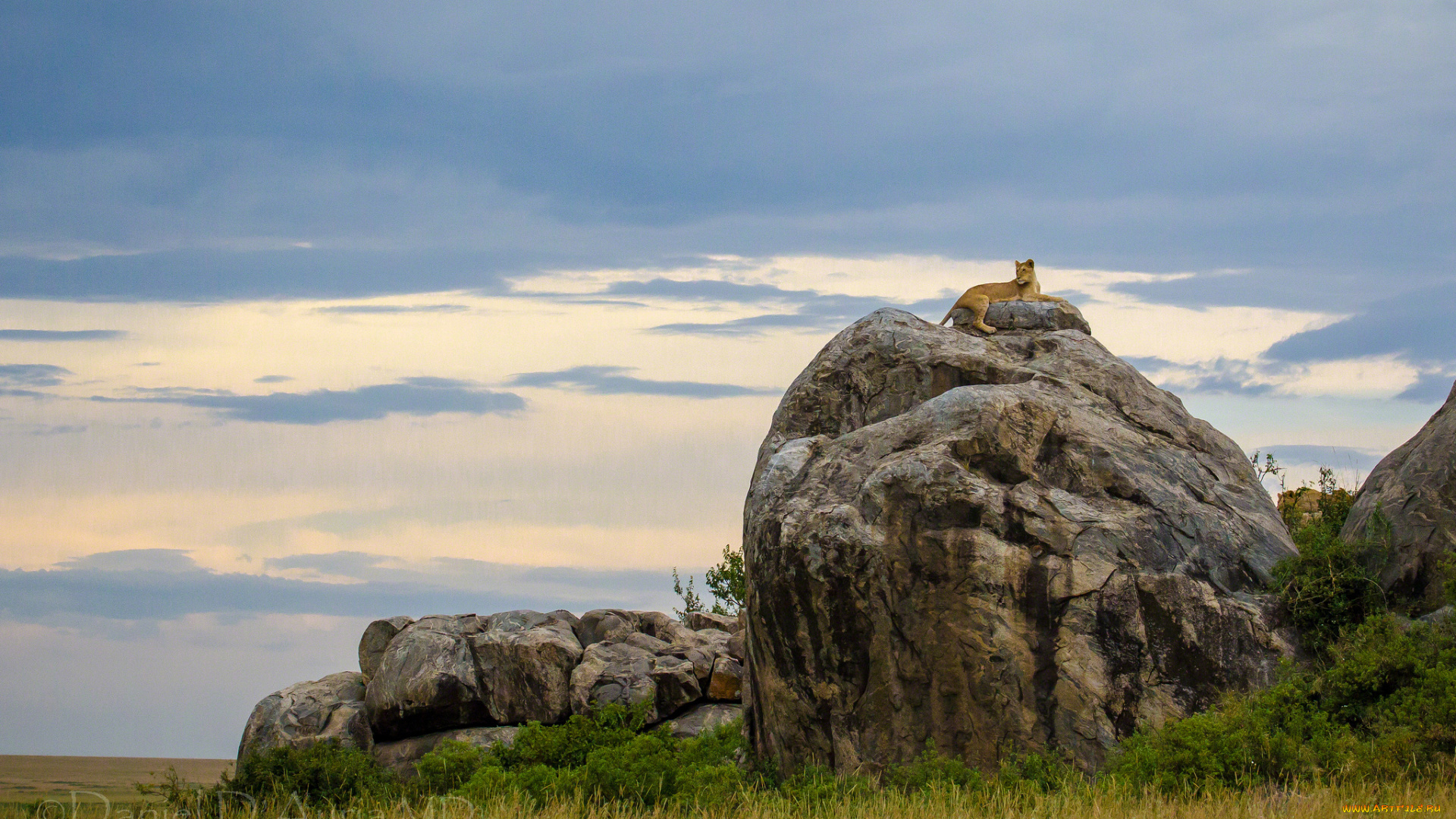 животные, львы, львица, гора