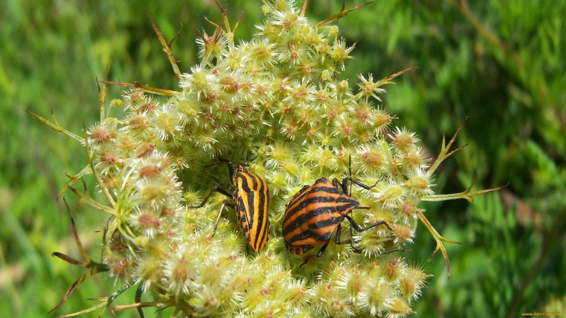 животные, насекомые, жуки