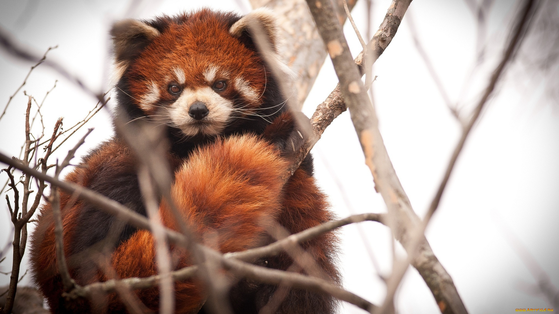 животные, панды, ветки, красная, панда