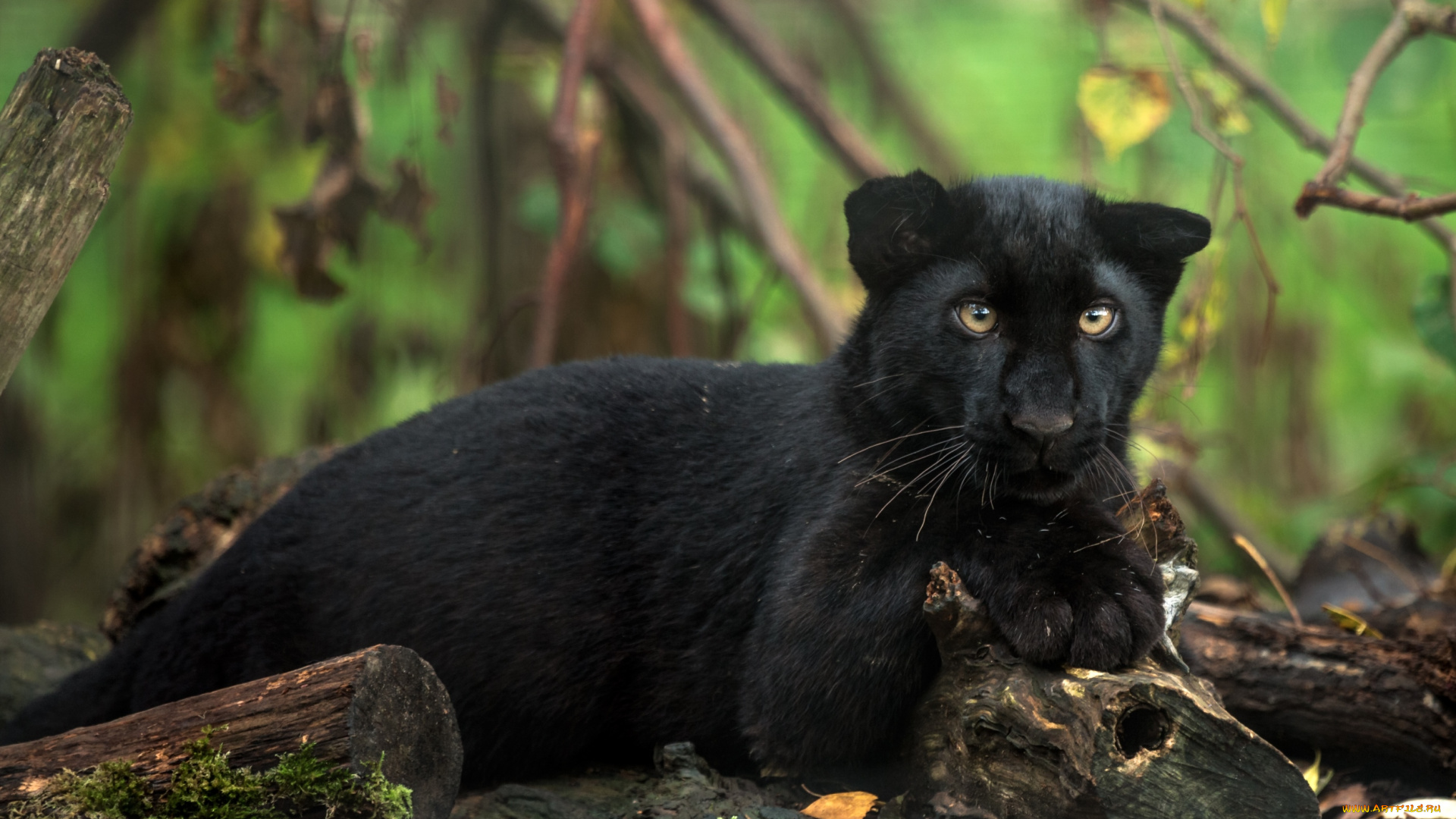 животные, пантеры, малыш
