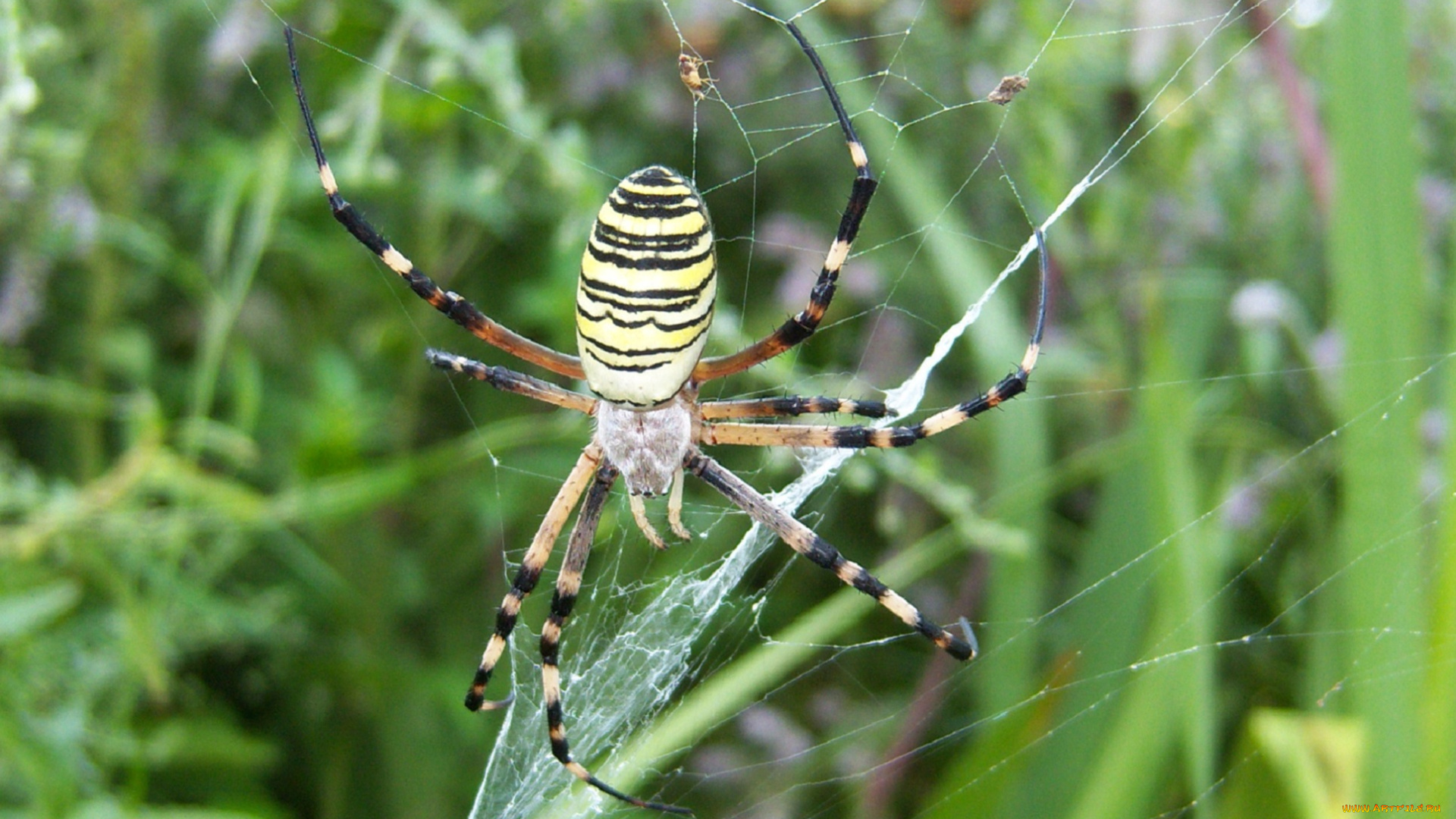 животные, пауки