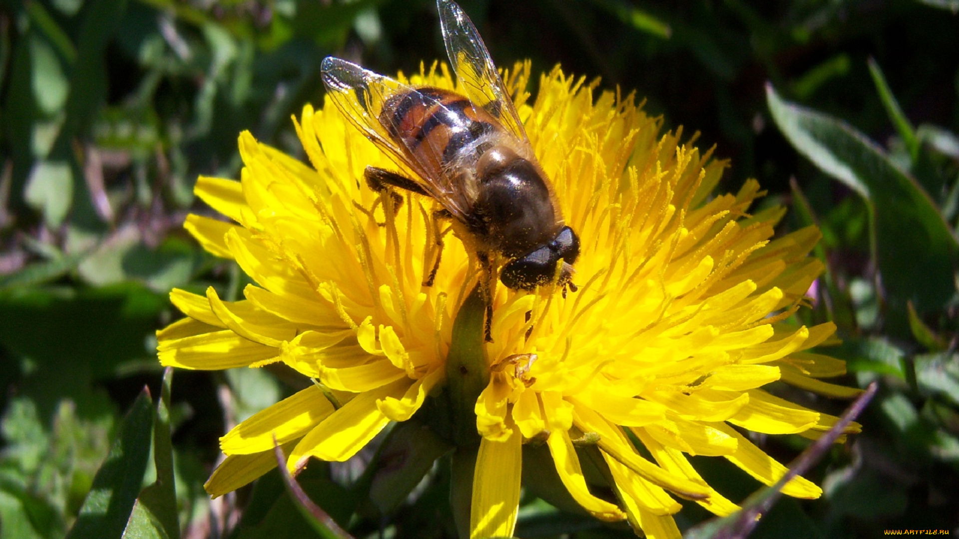 животные, пчелы, осы, шмели