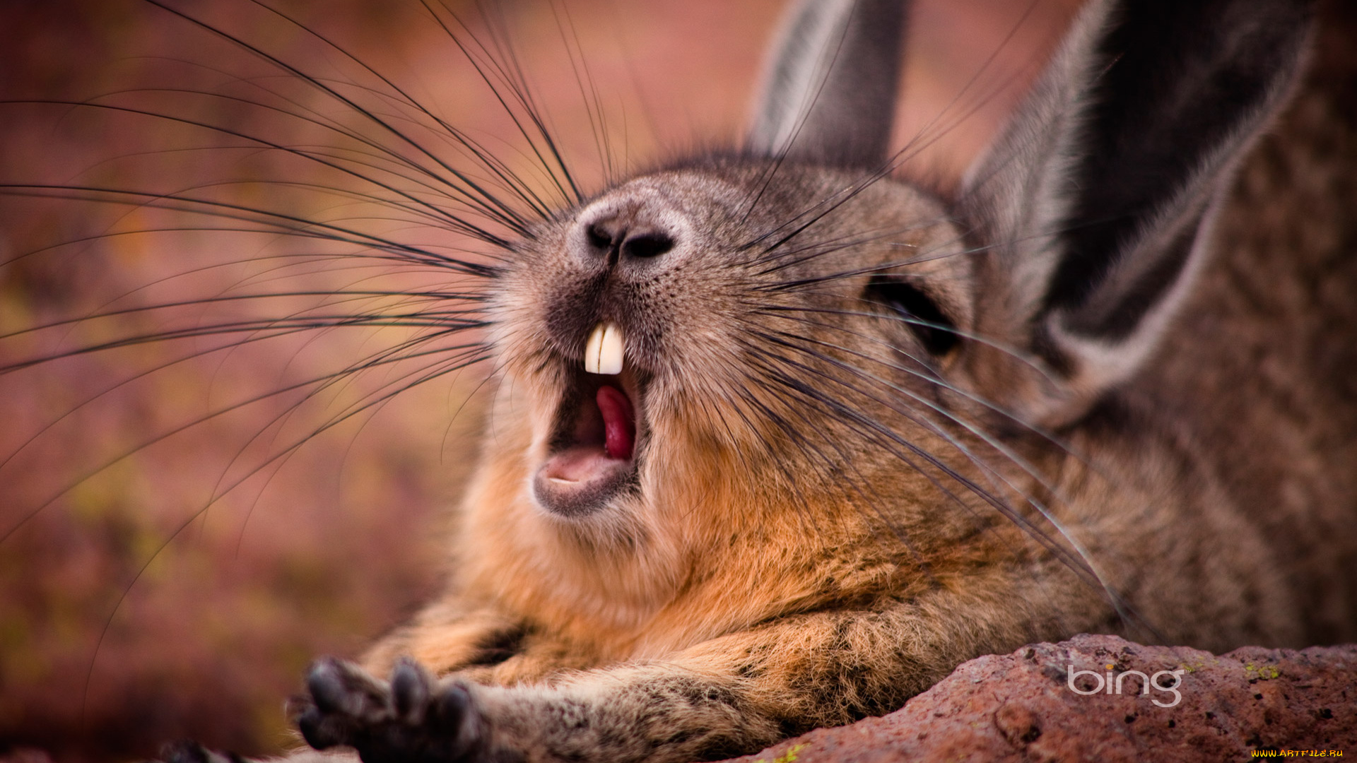 животные, шиншиллы, горная, вискаша, грызун, потягушки, усы