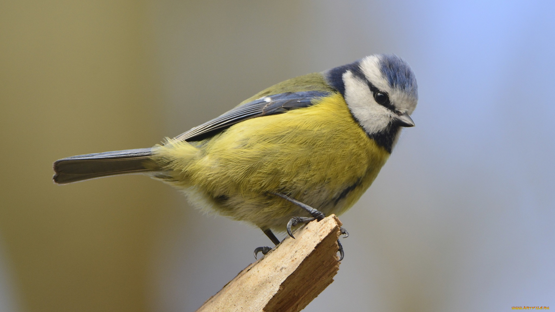 животные, синицы, лазоревки, сучок, синичка, лазоревка