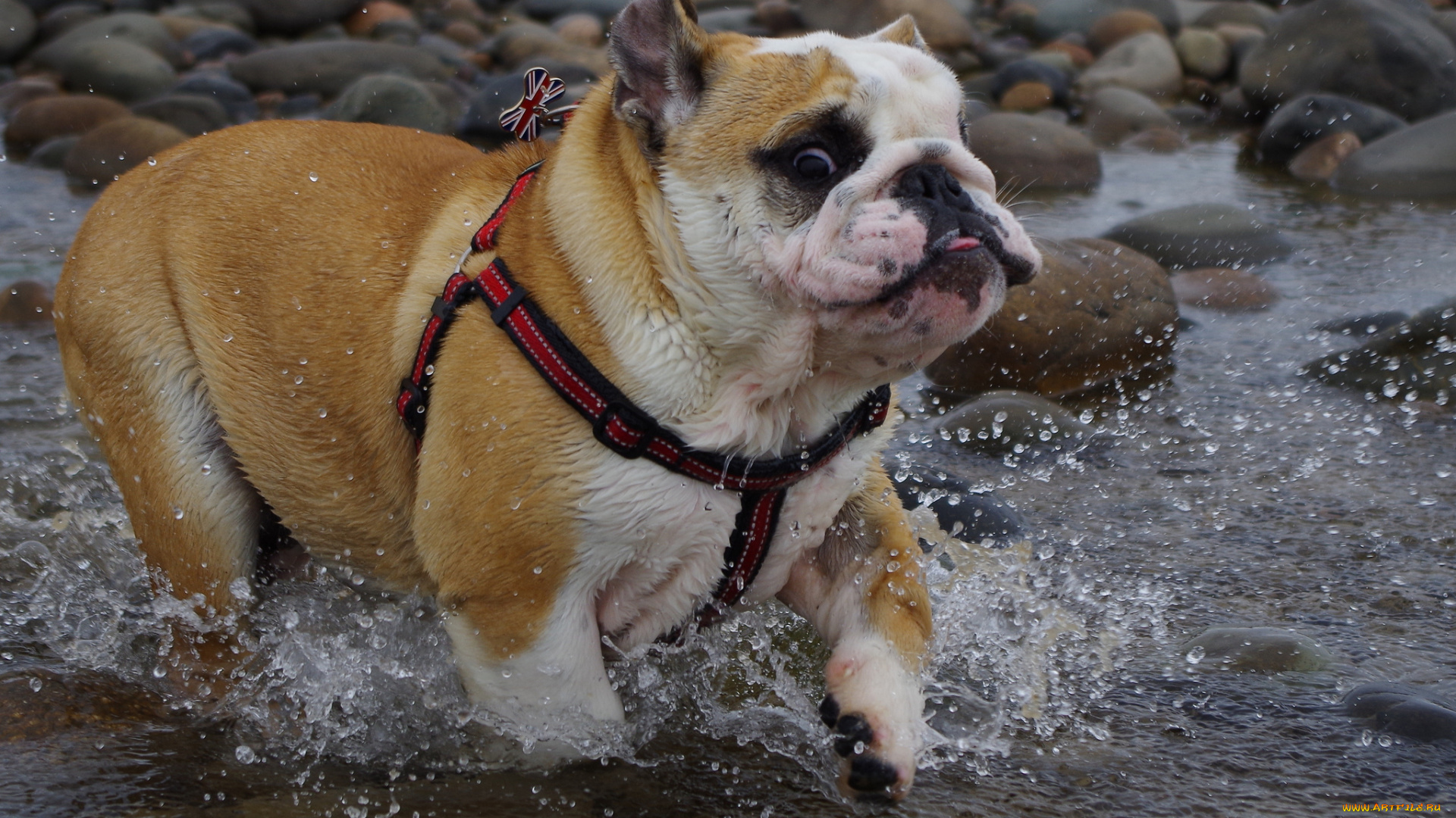 животные, собаки, река, камни, брызги, пес, ошейник