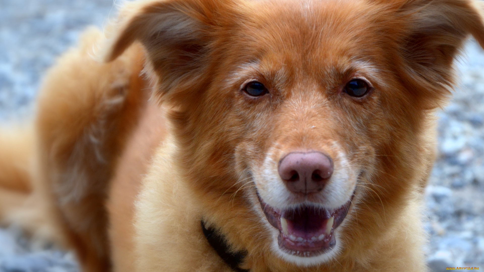 животные, собаки, собака, морда, взгляд