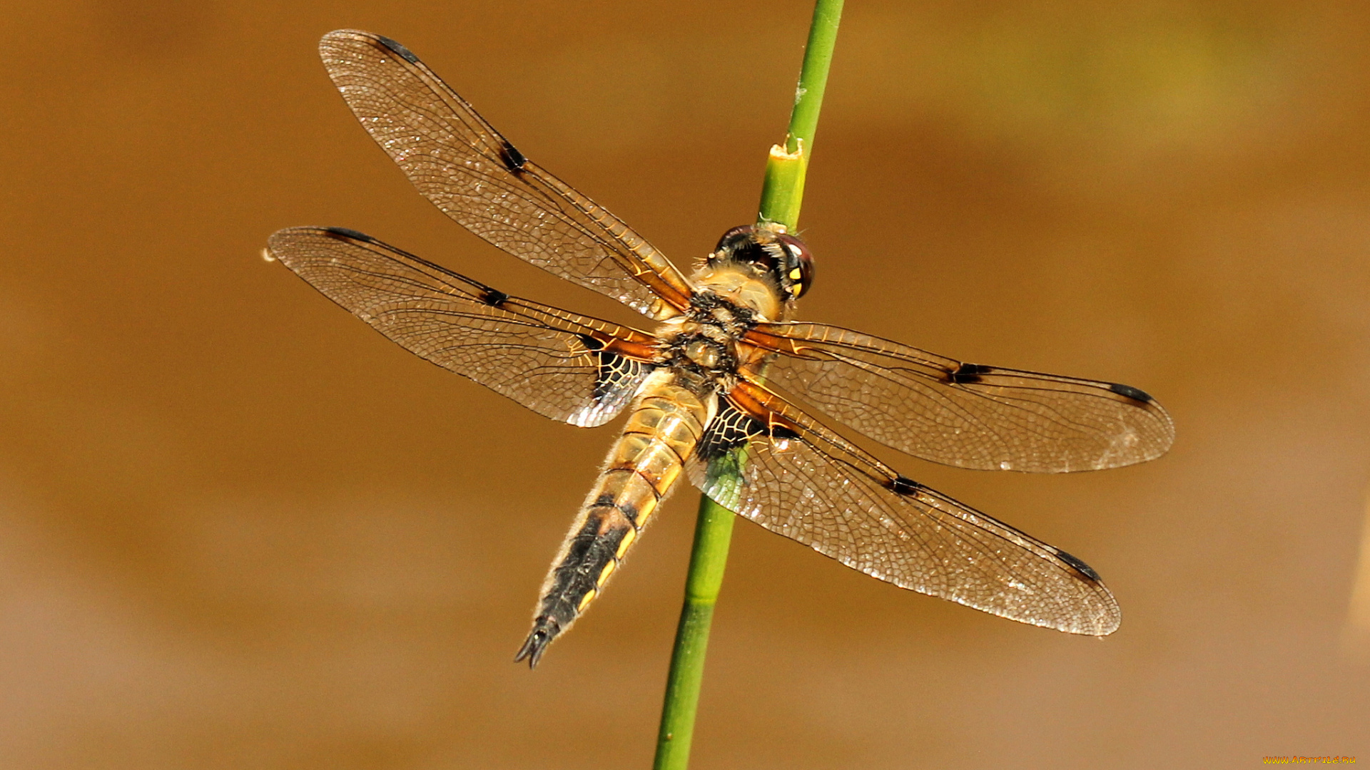 животные, стрекозы, стебель, стрекоза