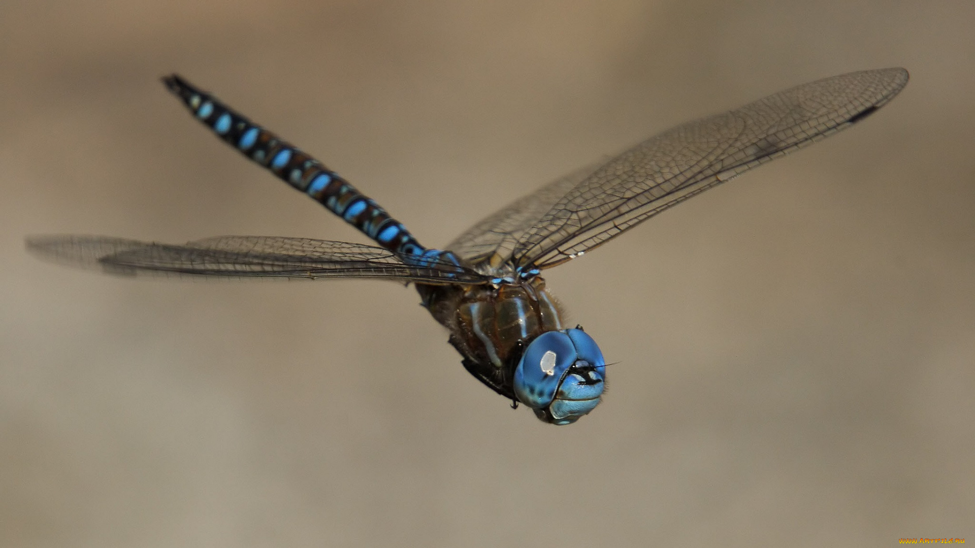 животные, стрекозы, стрекоза