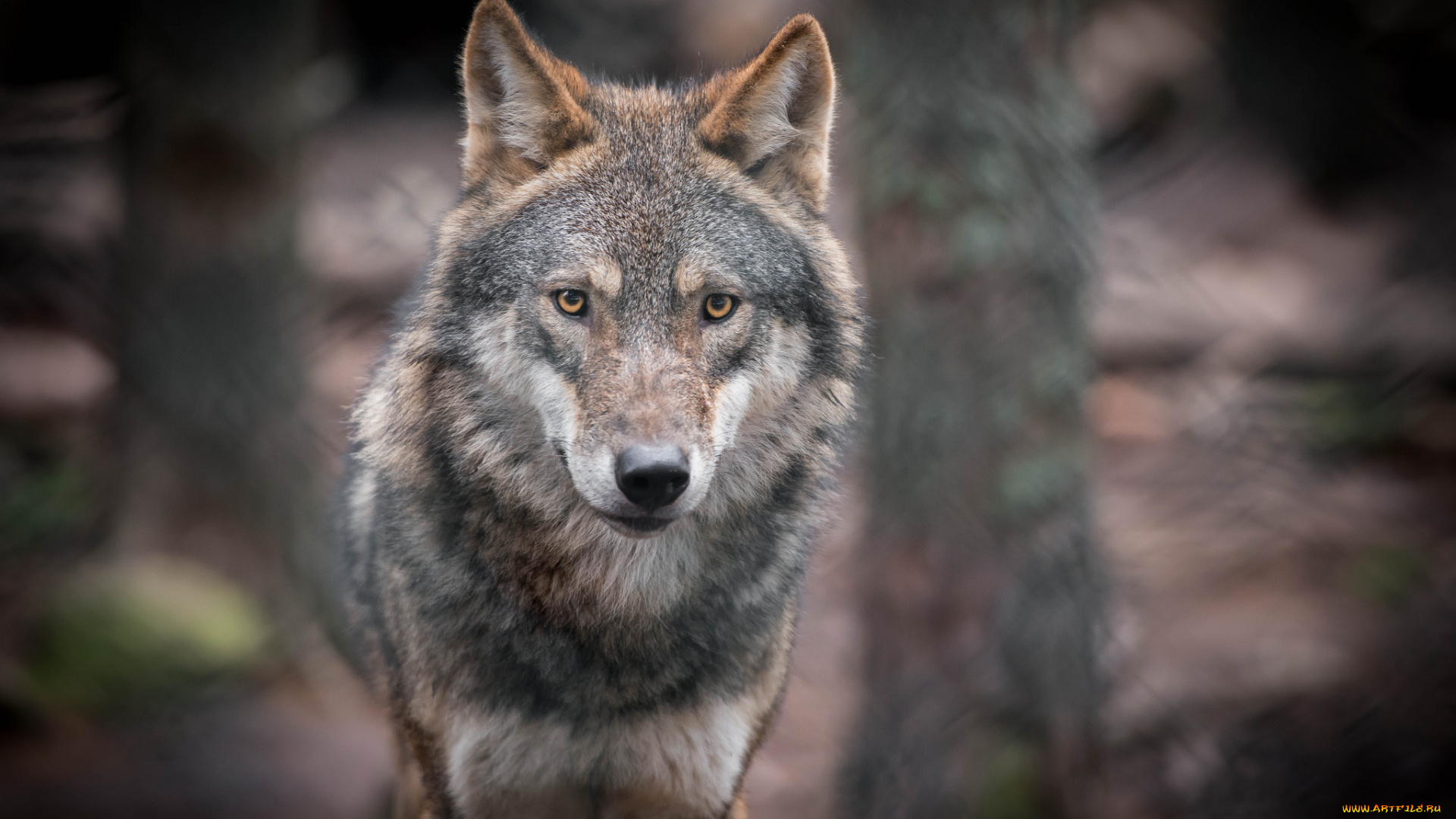 животные, волки, волк, морда, взгляд