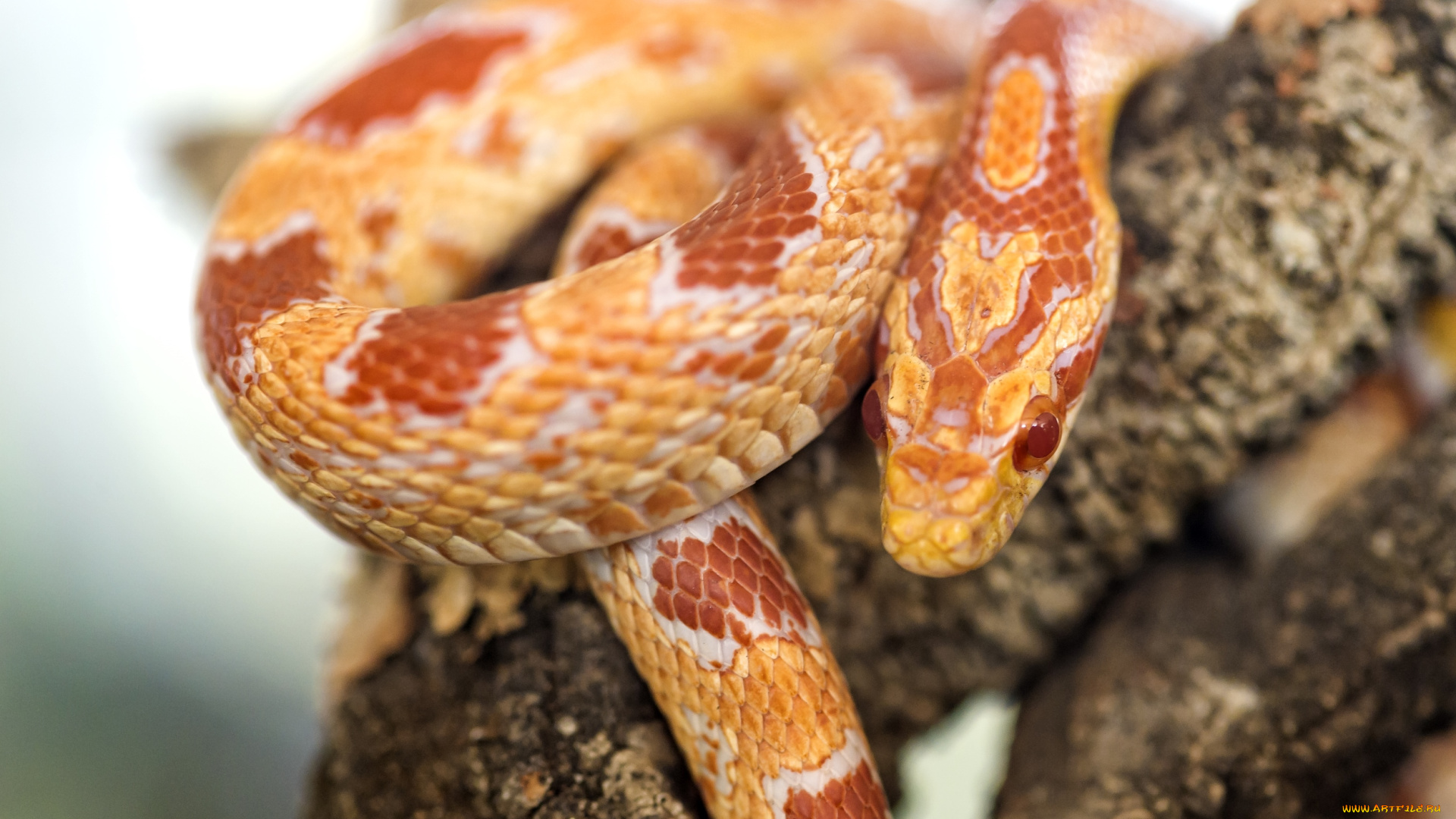 животные, змеи, питоны, кобры, гад