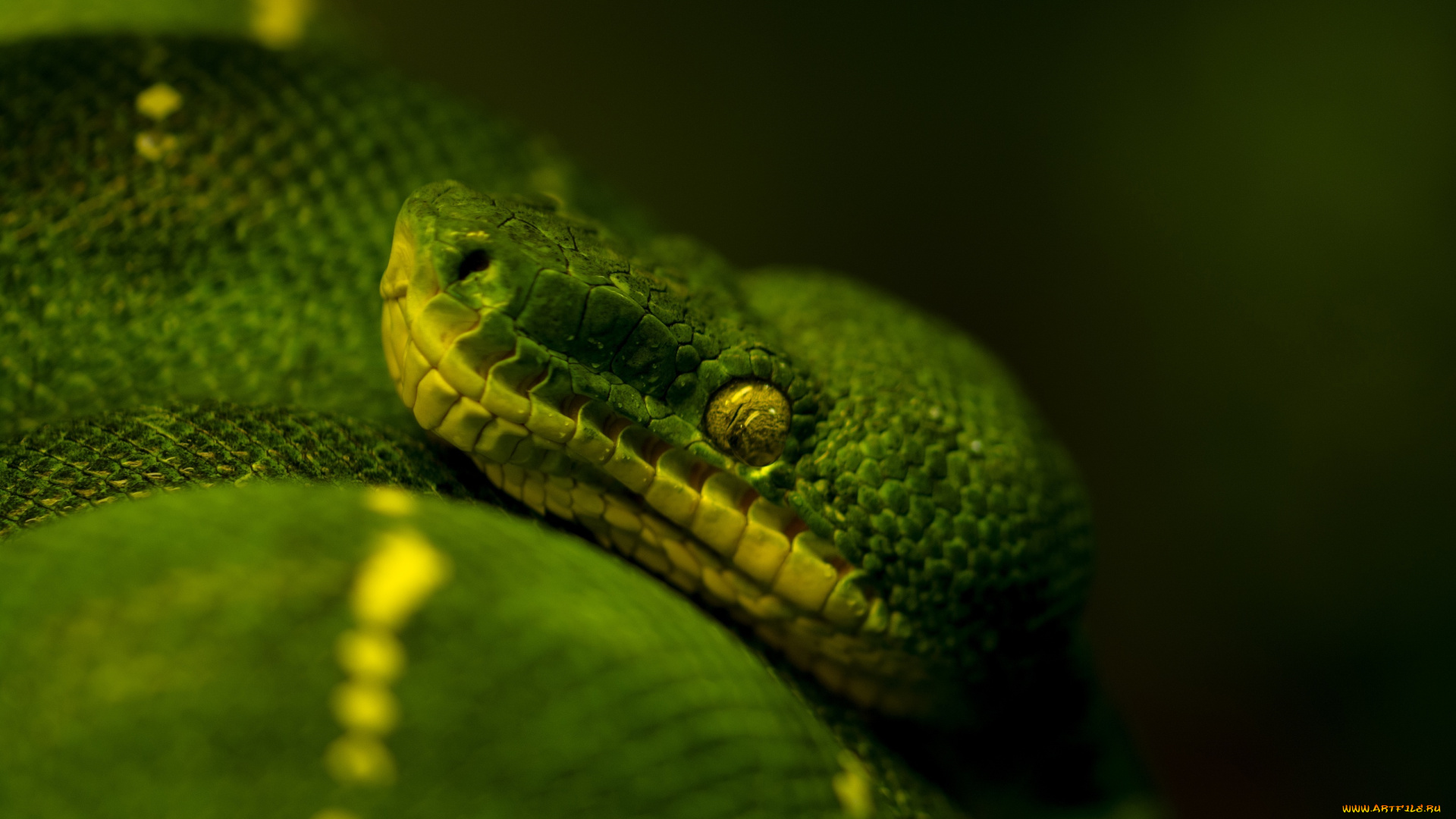 животные, змеи, питоны, кобры, темный, фон, зеленый, древесный, питон
