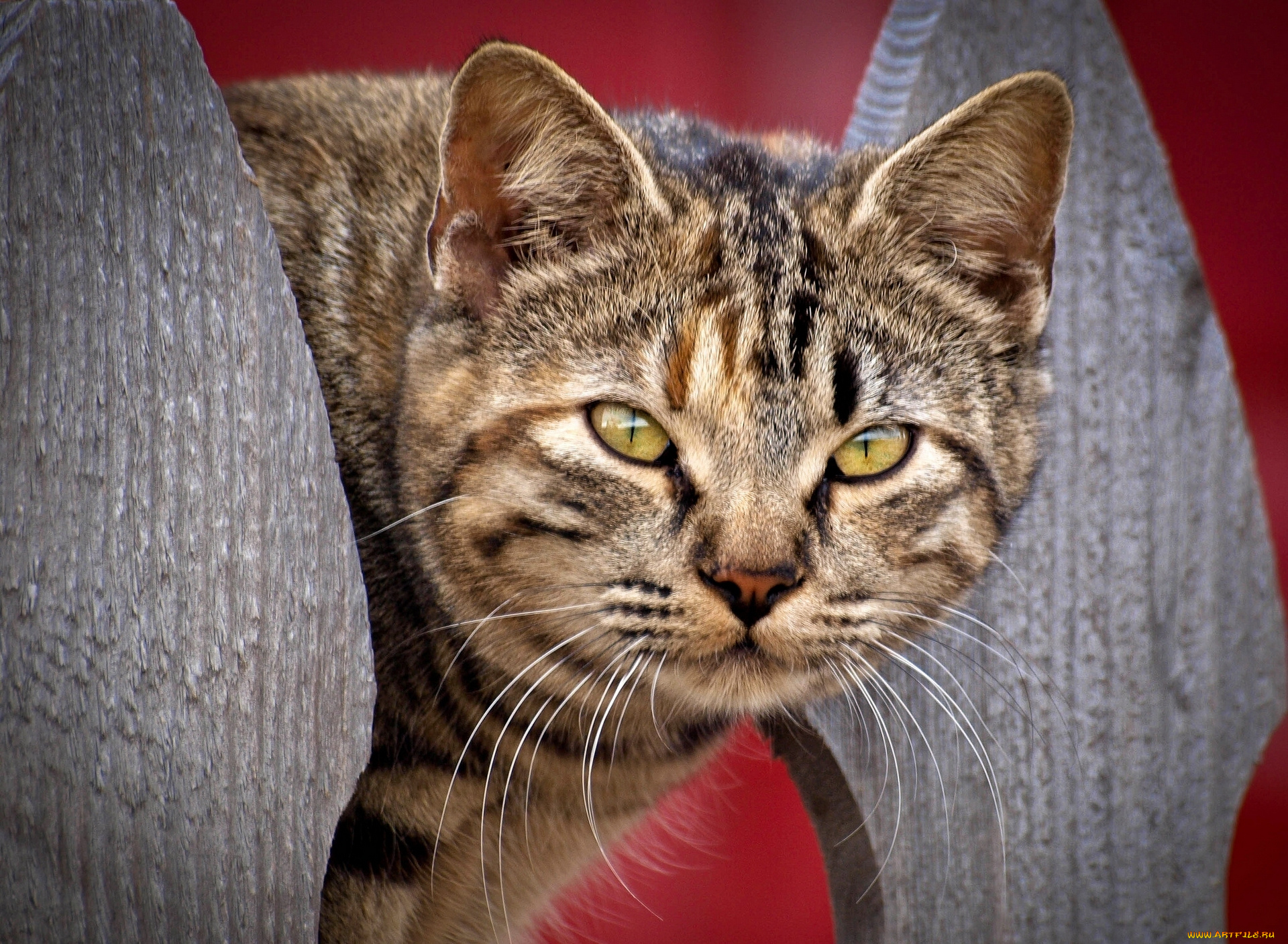 животные, коты, морда, взгляд