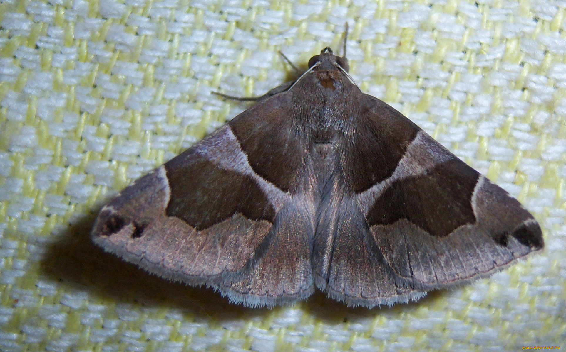 животные, бабочки