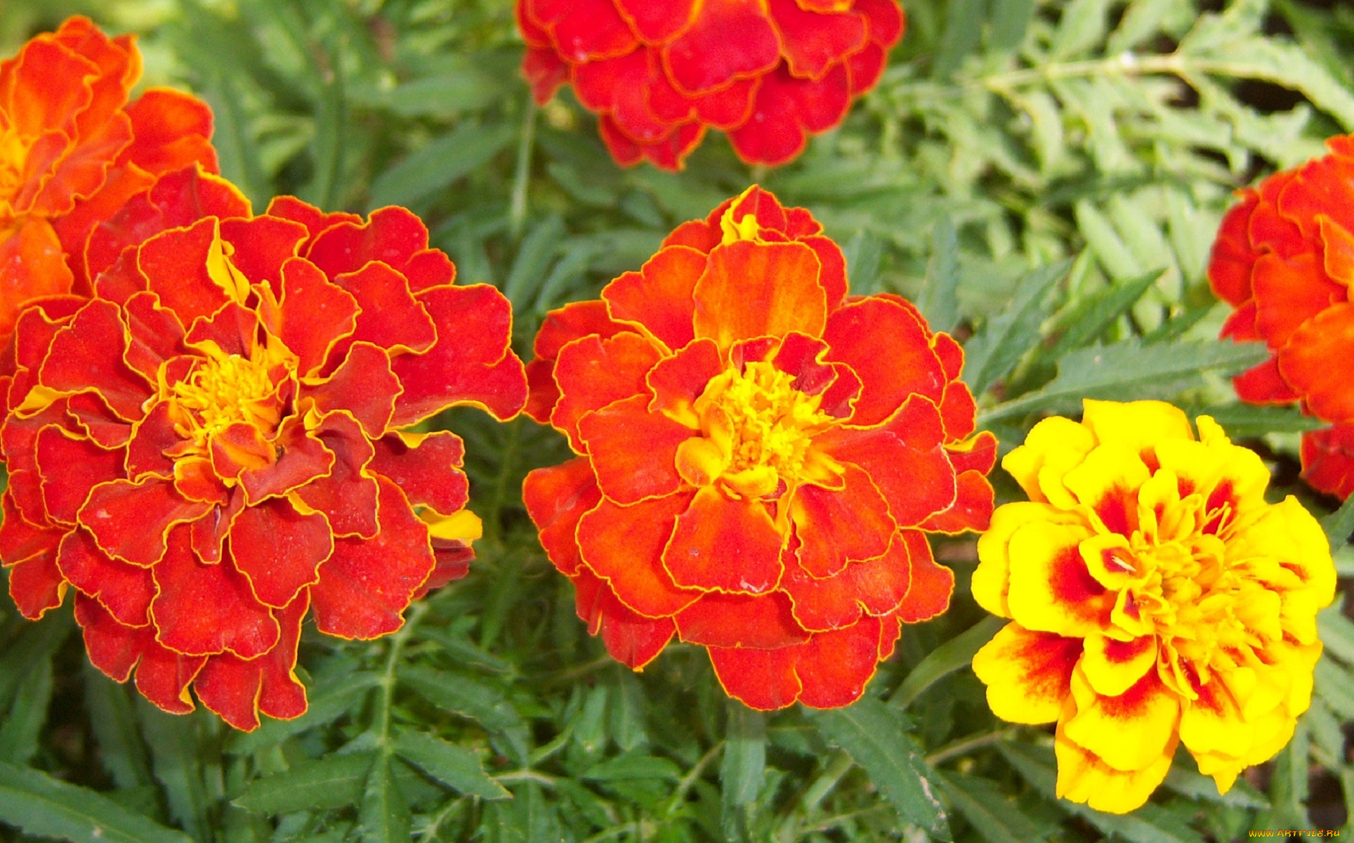 цветы, бархатцы