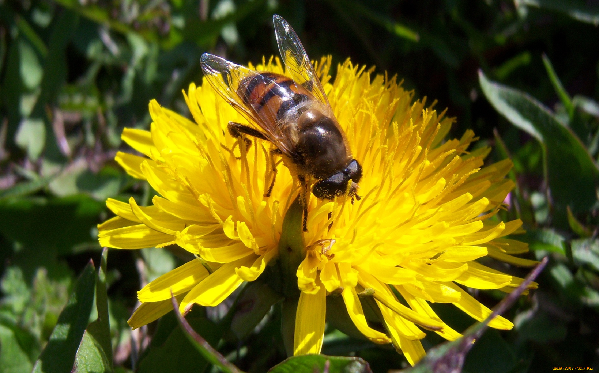 животные, пчелы, осы, шмели