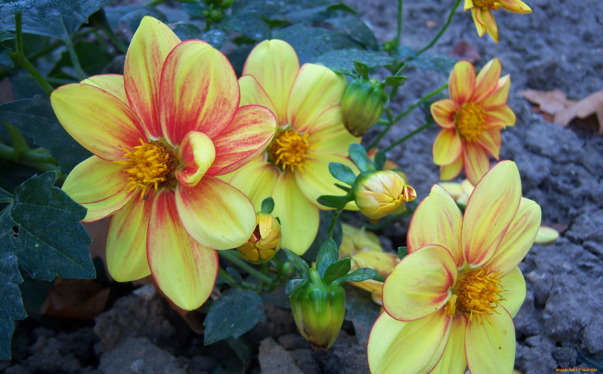 цветы, георгины