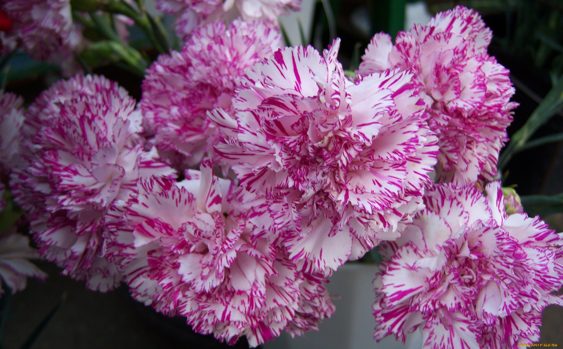 цветы, гвоздики