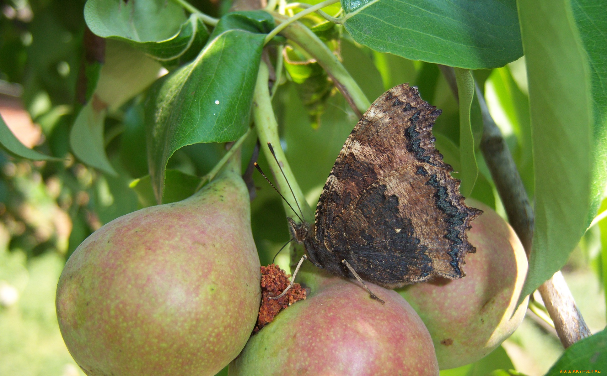 животные, бабочки