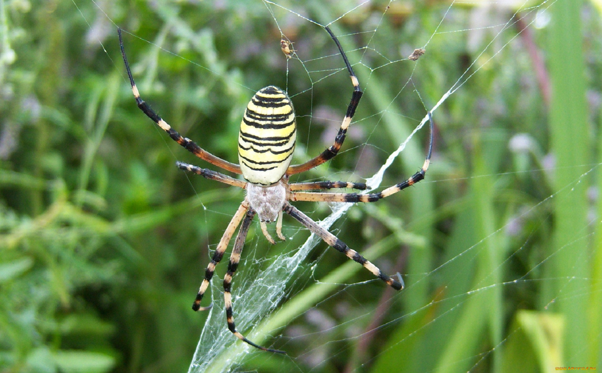 животные, пауки