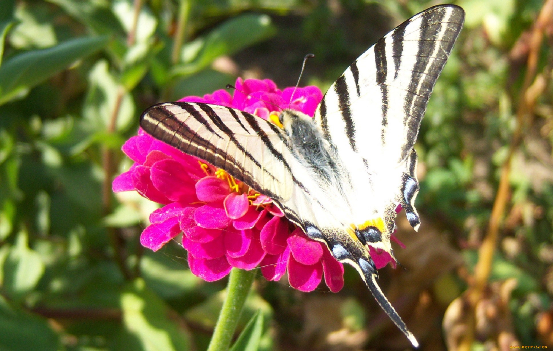 животные, бабочки