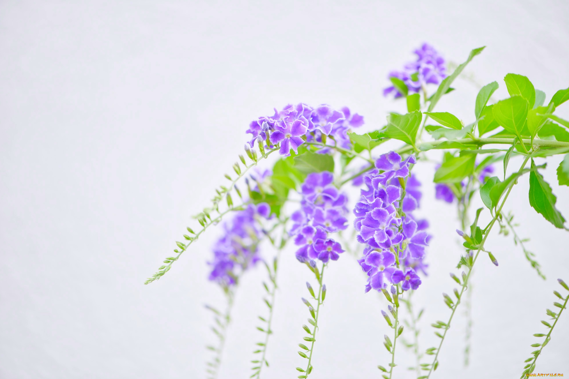 цветы, дуранта, экзотика