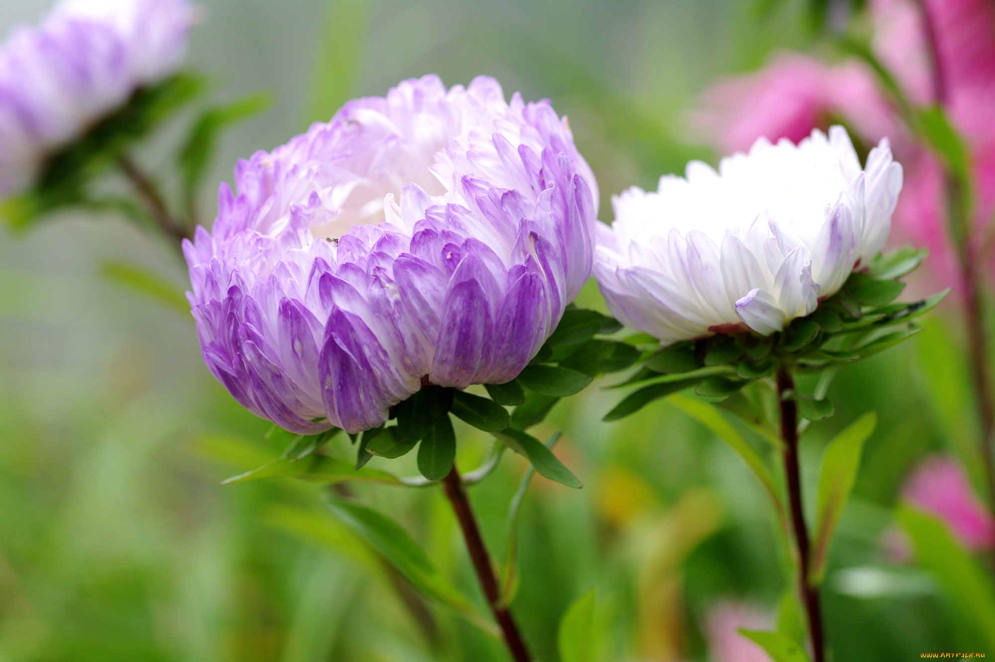 цветы, астры, бутоны