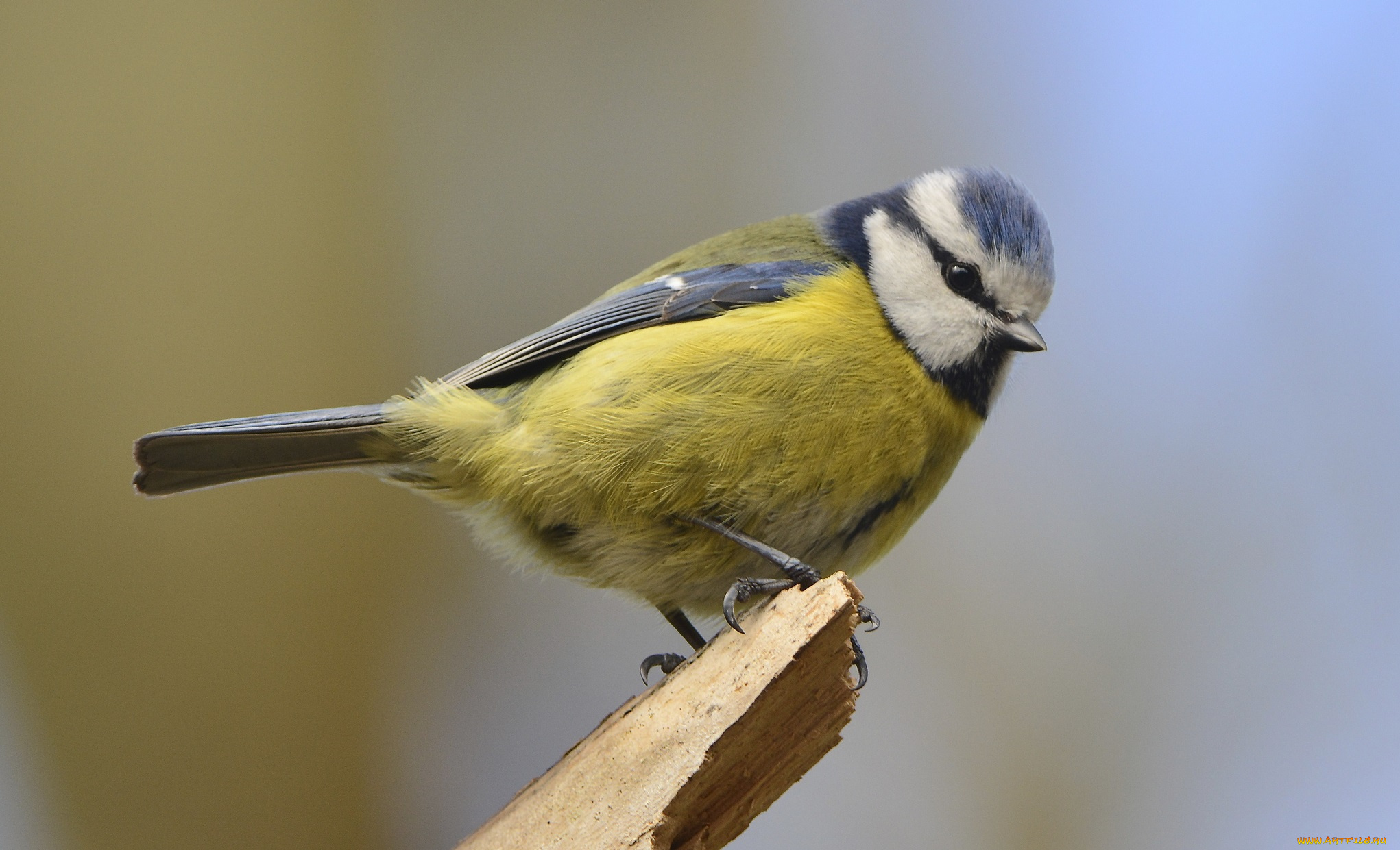 животные, синицы, лазоревки, сучок, синичка, лазоревка