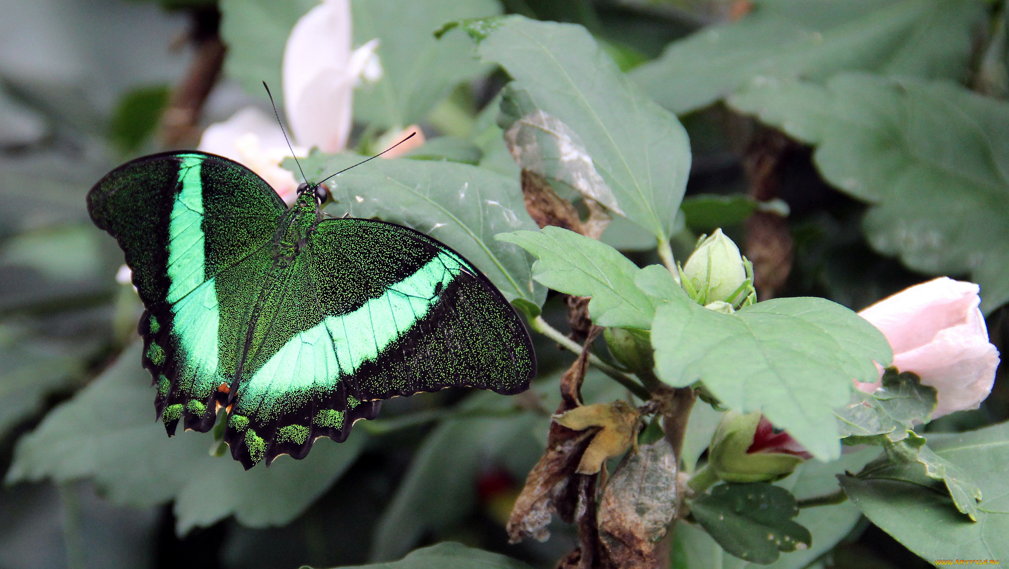 животные, бабочки, бабочка, цветы