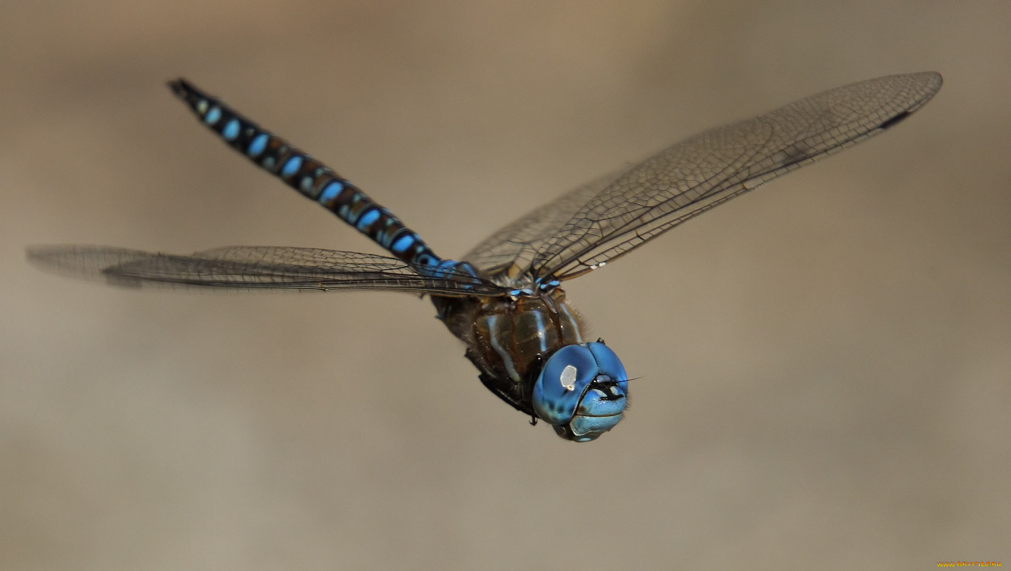 животные, стрекозы, стрекоза