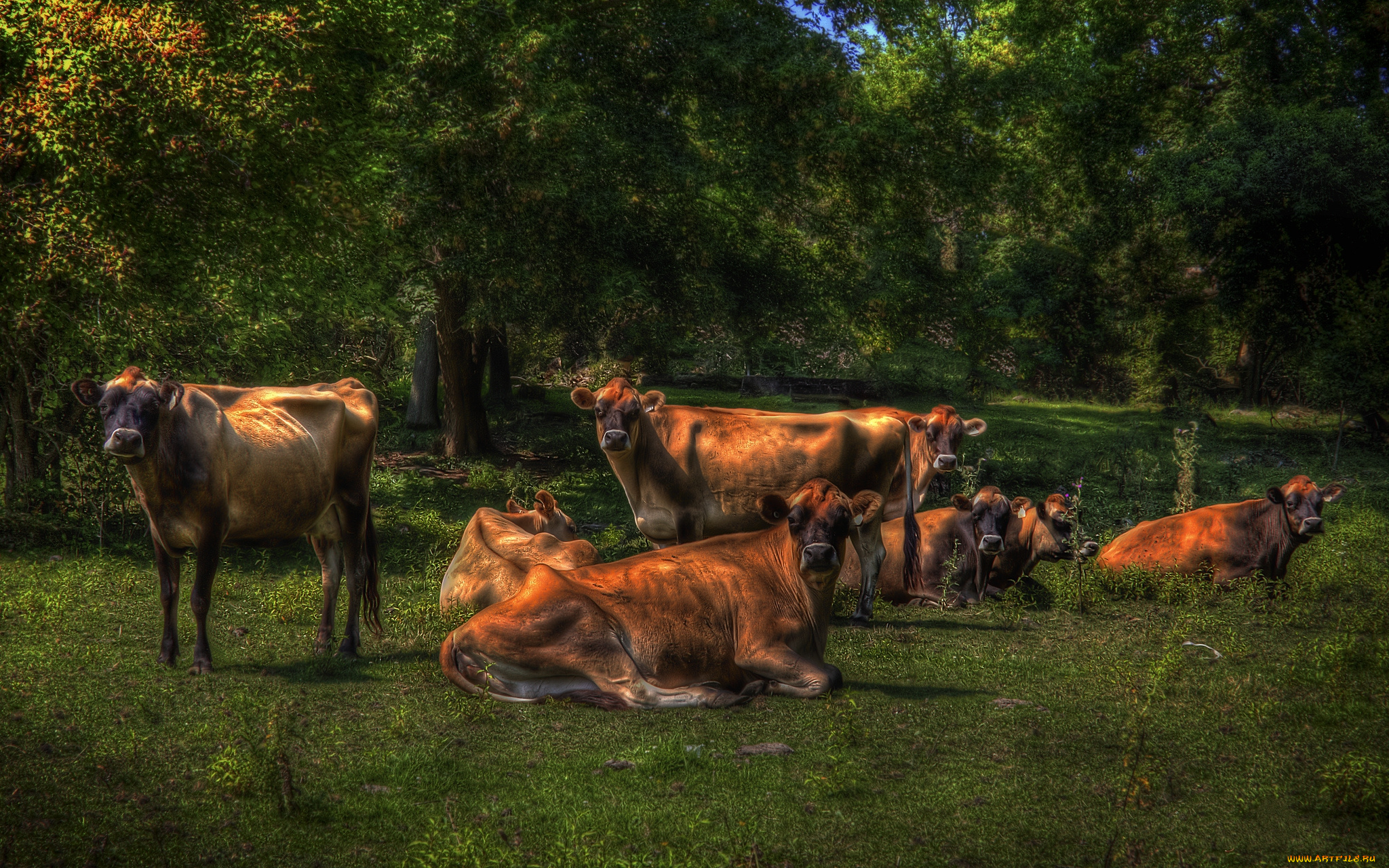 животные, коровы, буйволы, лес, поляна, трава