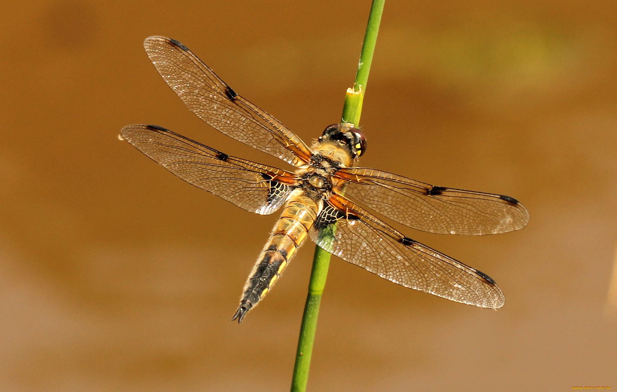 животные, стрекозы, стебель, стрекоза