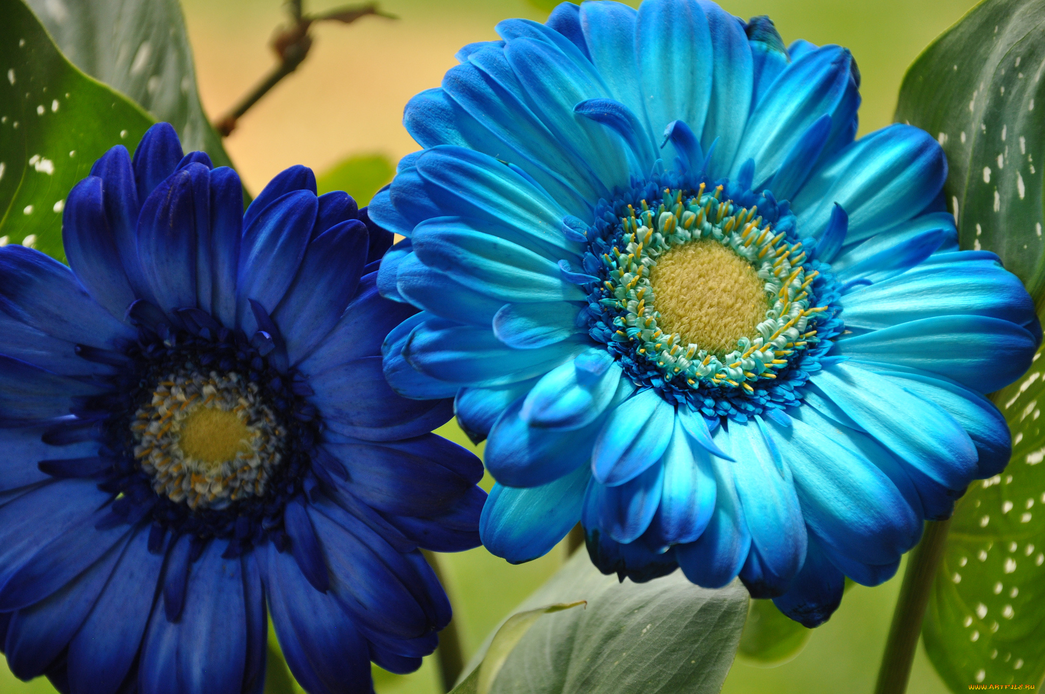 цветы, герберы, лепестки, тычинки