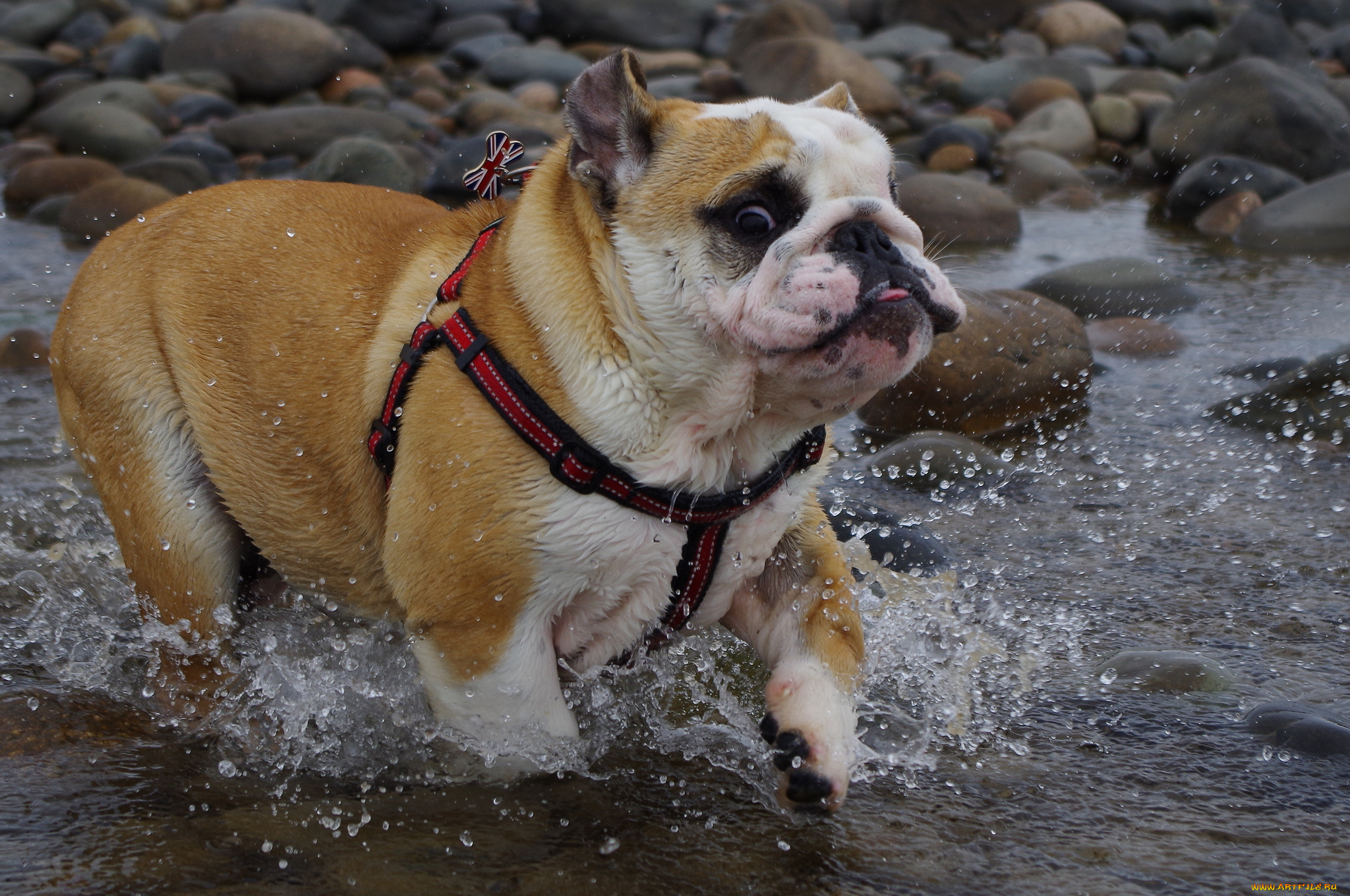 животные, собаки, река, камни, брызги, пес, ошейник