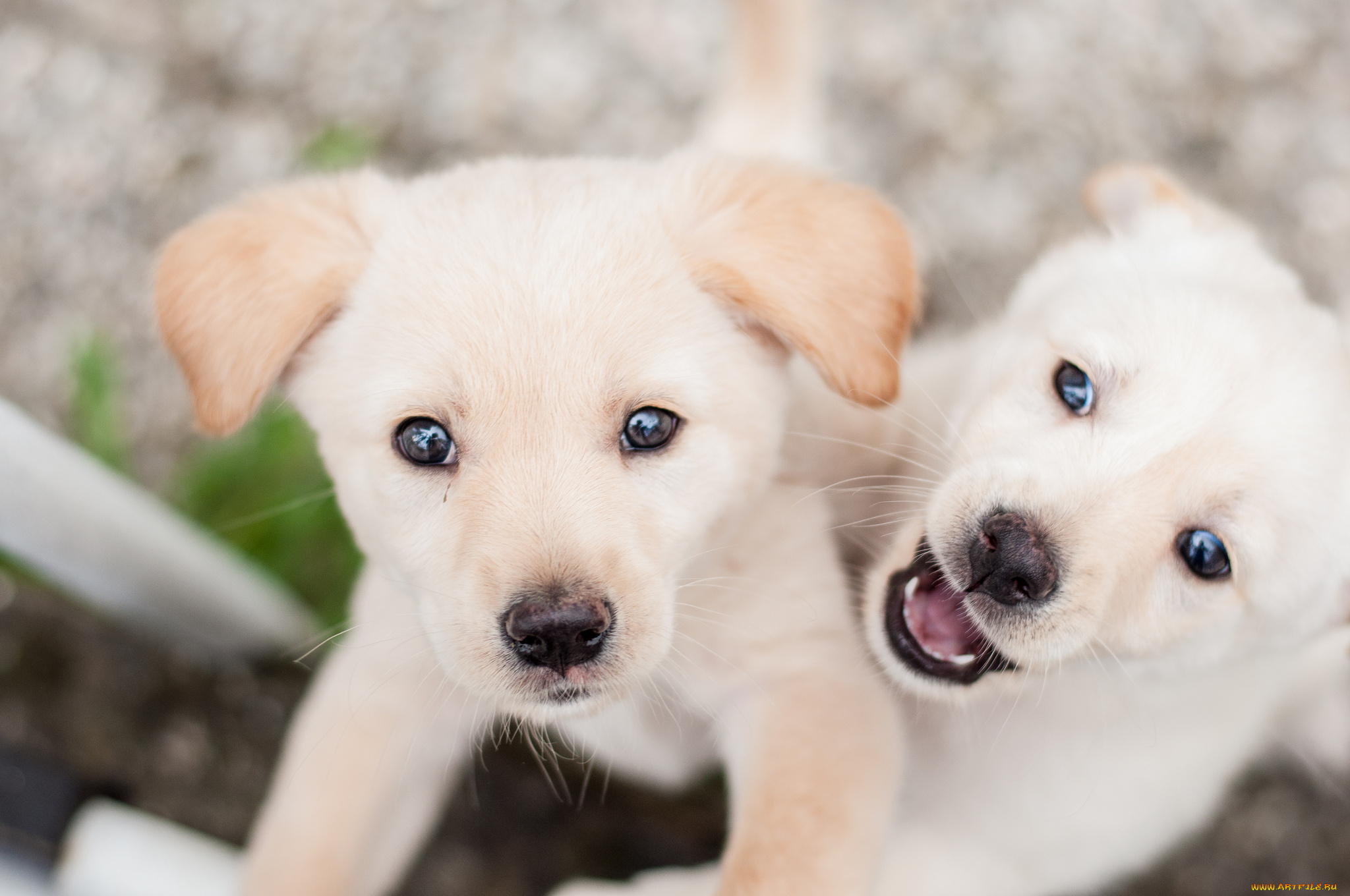 животные, собаки, щенки