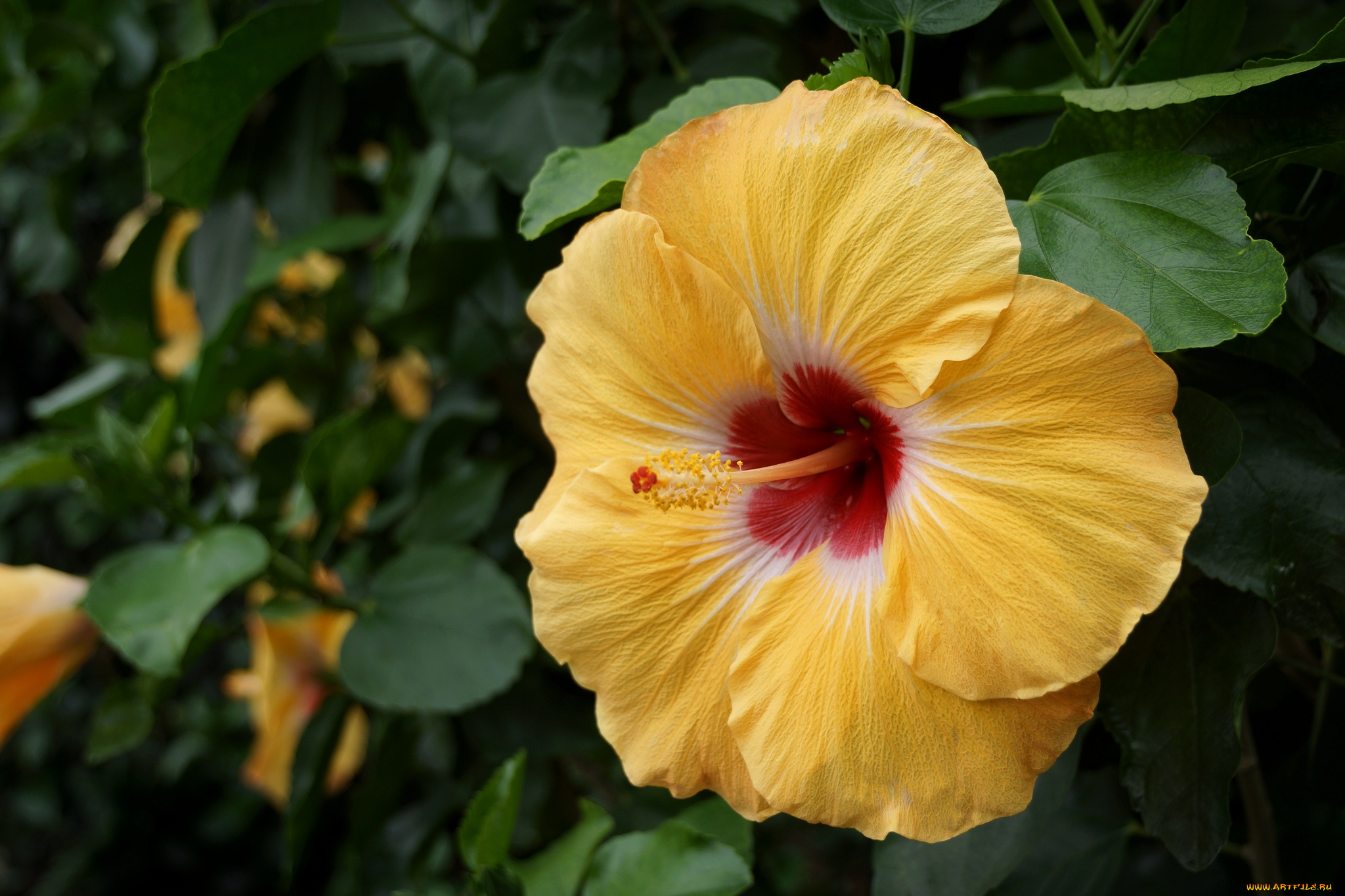 цветы, гибискусы, желтый