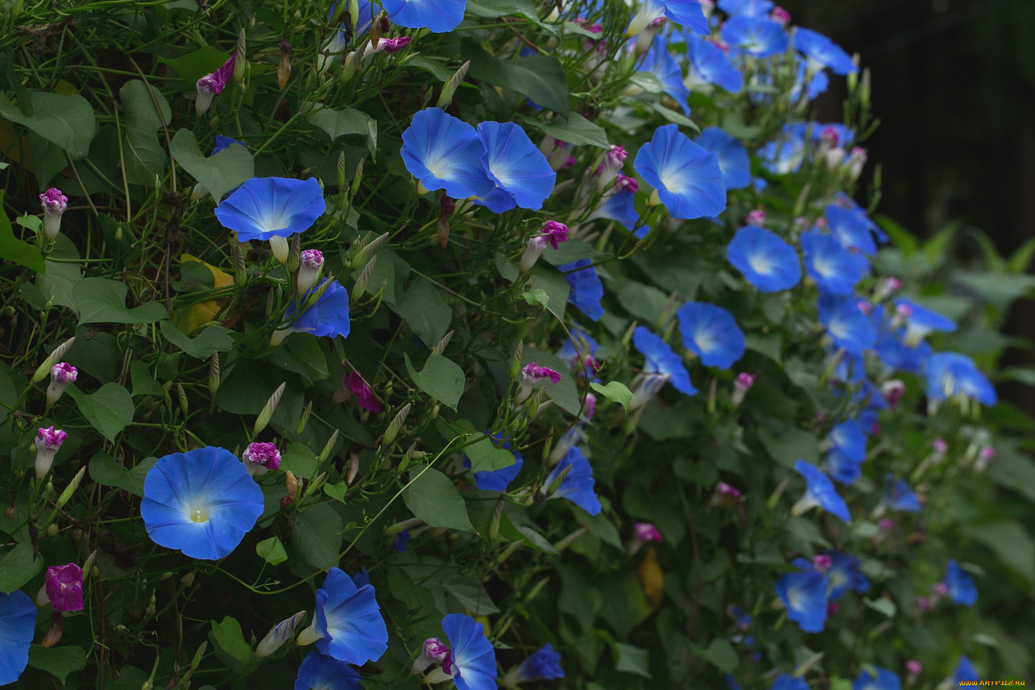 цветы, вьюнки, ипомеи, ипомея