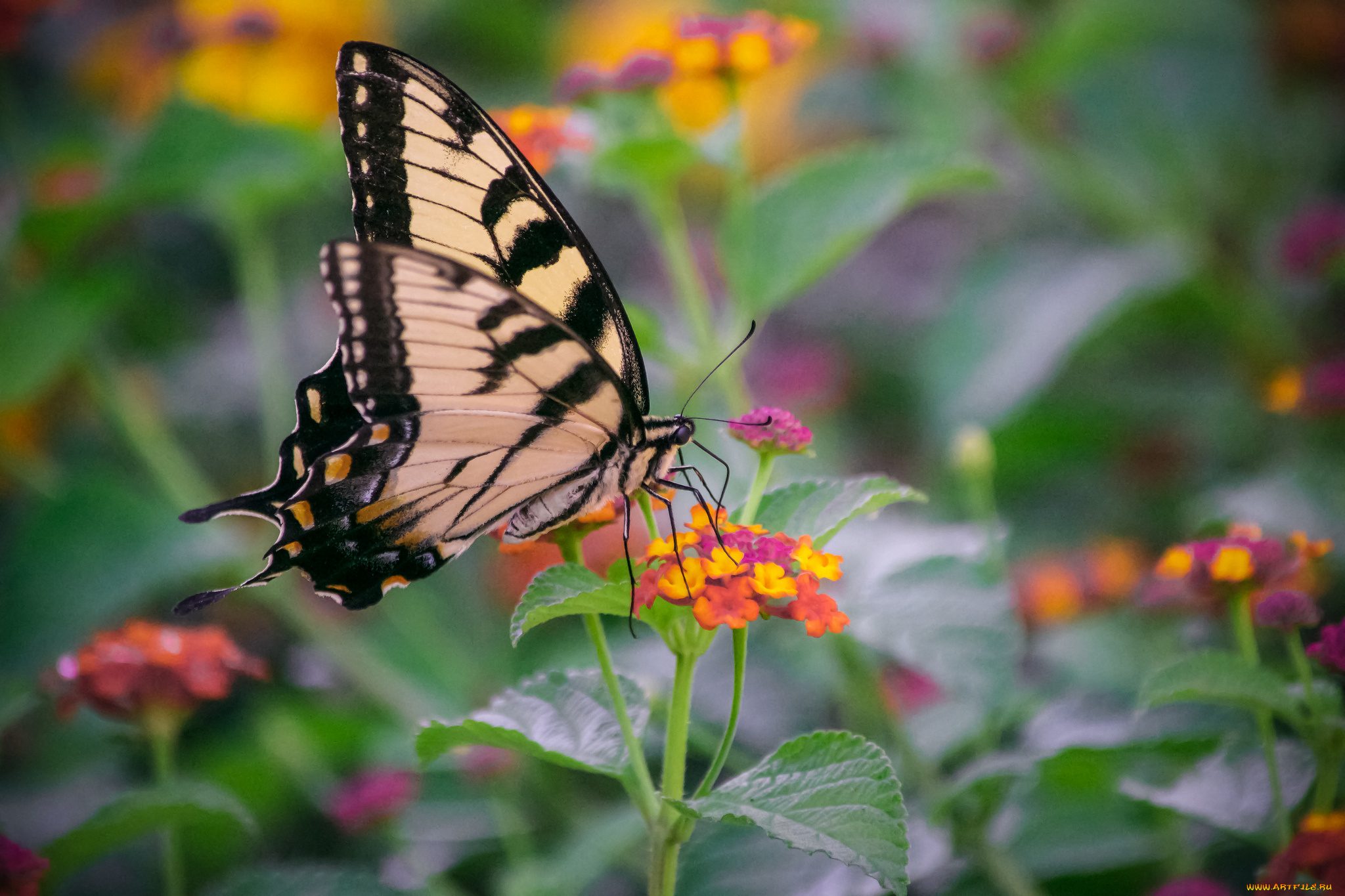 животные, бабочки, бабочка, цветы