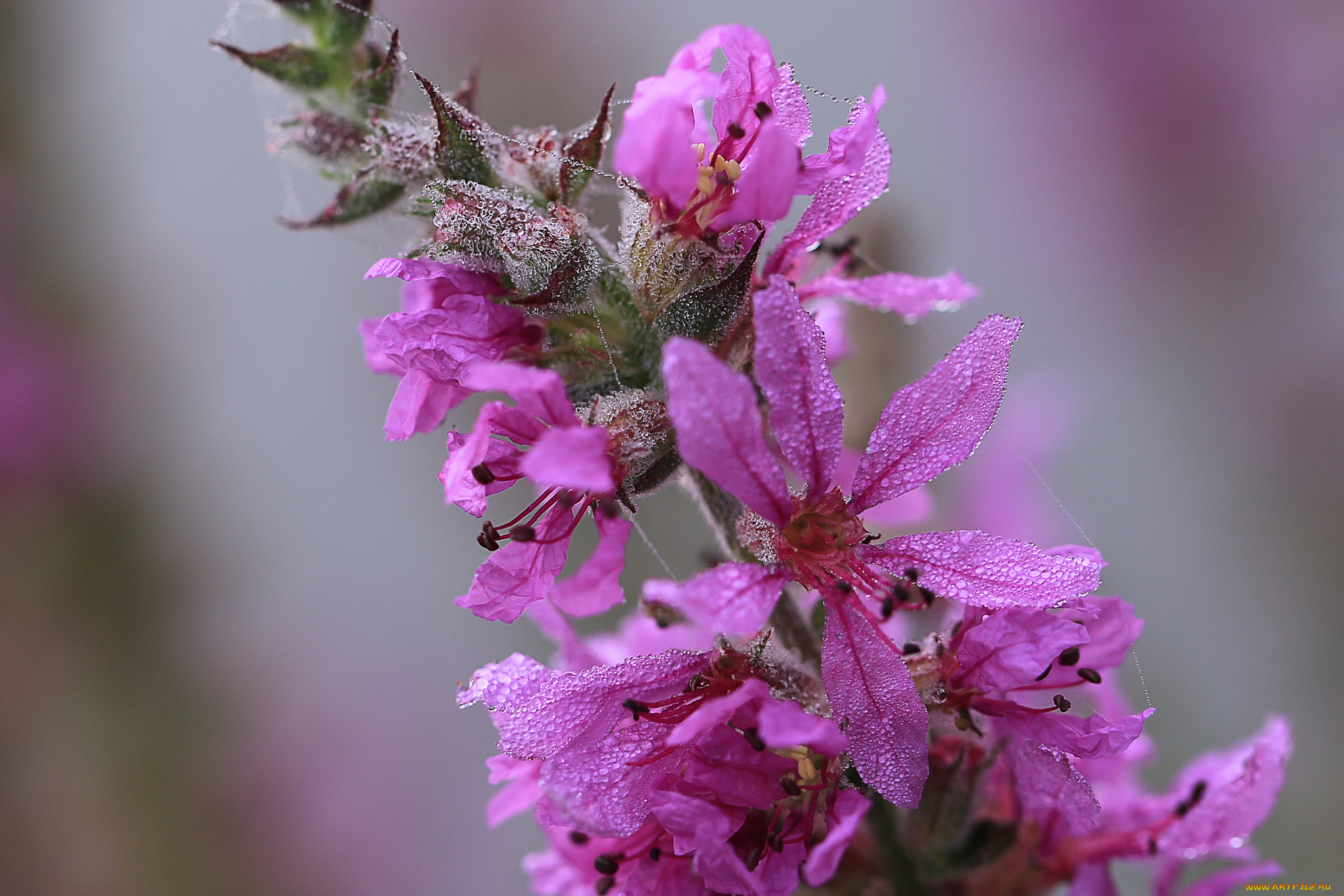 цветы, цветок, капли, роса, паутинка