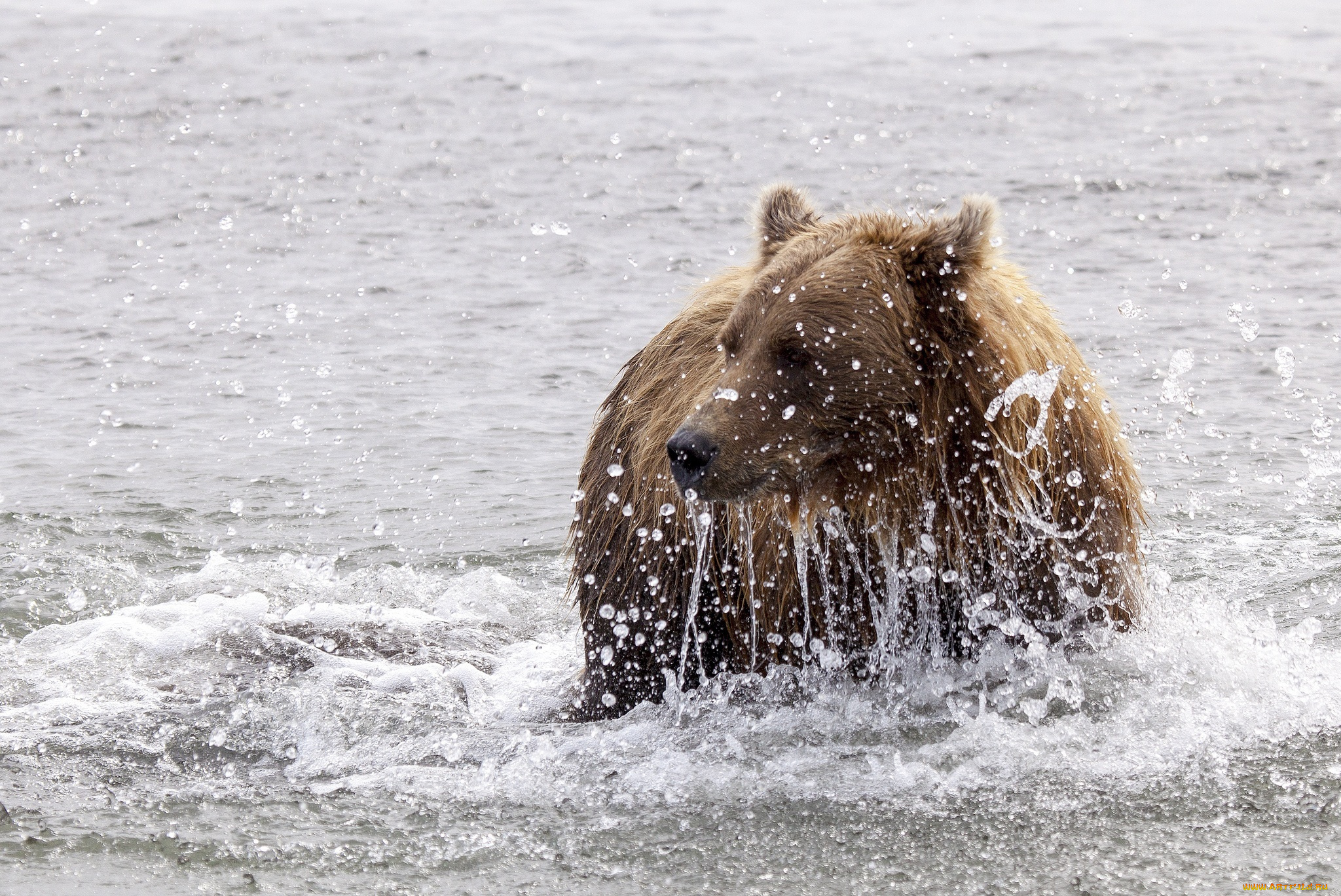 животные, медведи, брызги, вода, медведь