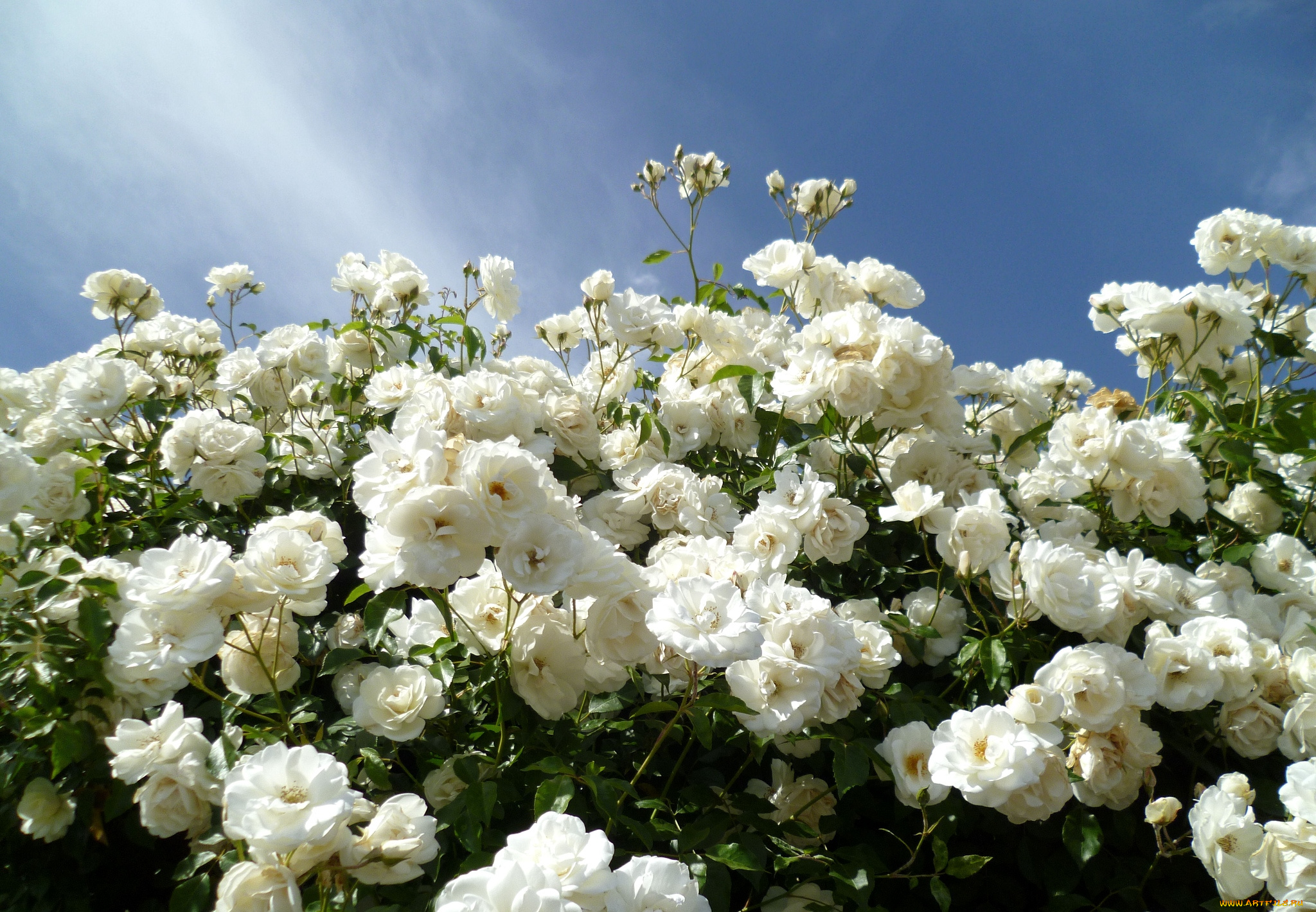 цветы, розы, кусты, небо