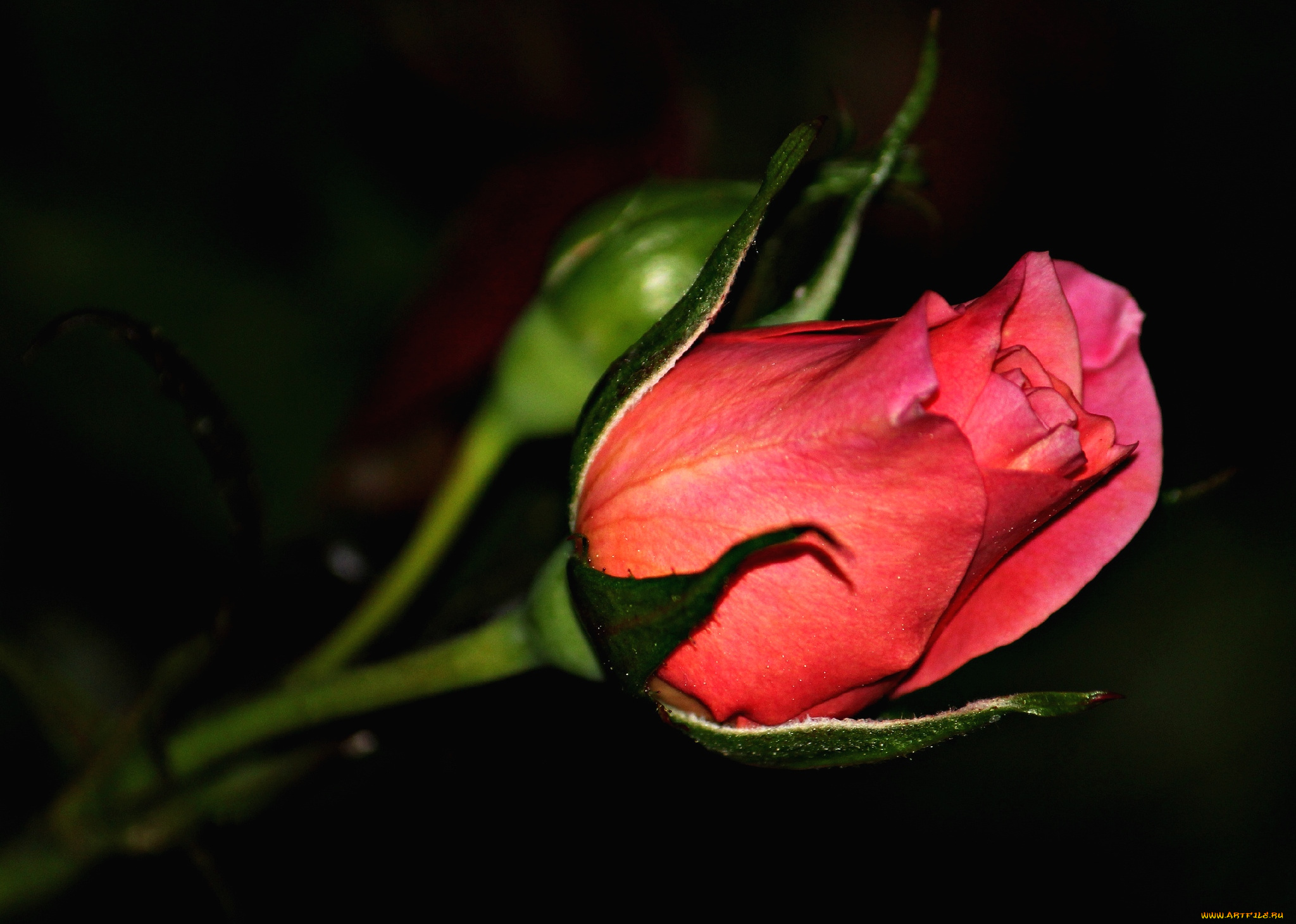 цветы, розы, бутон