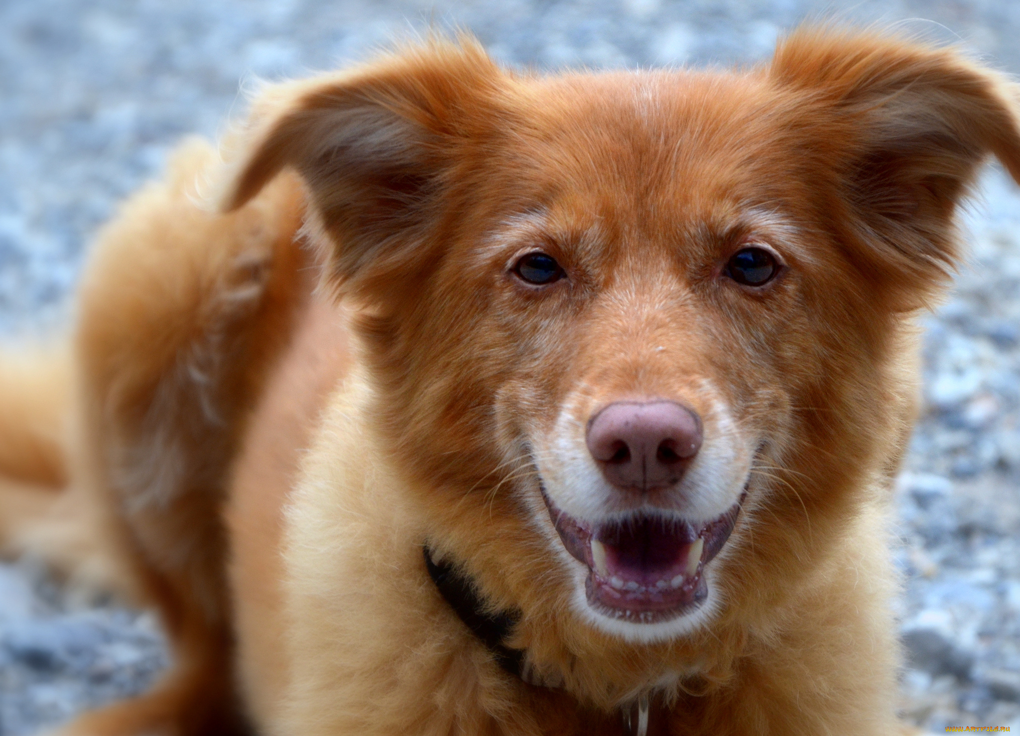 животные, собаки, собака, морда, взгляд