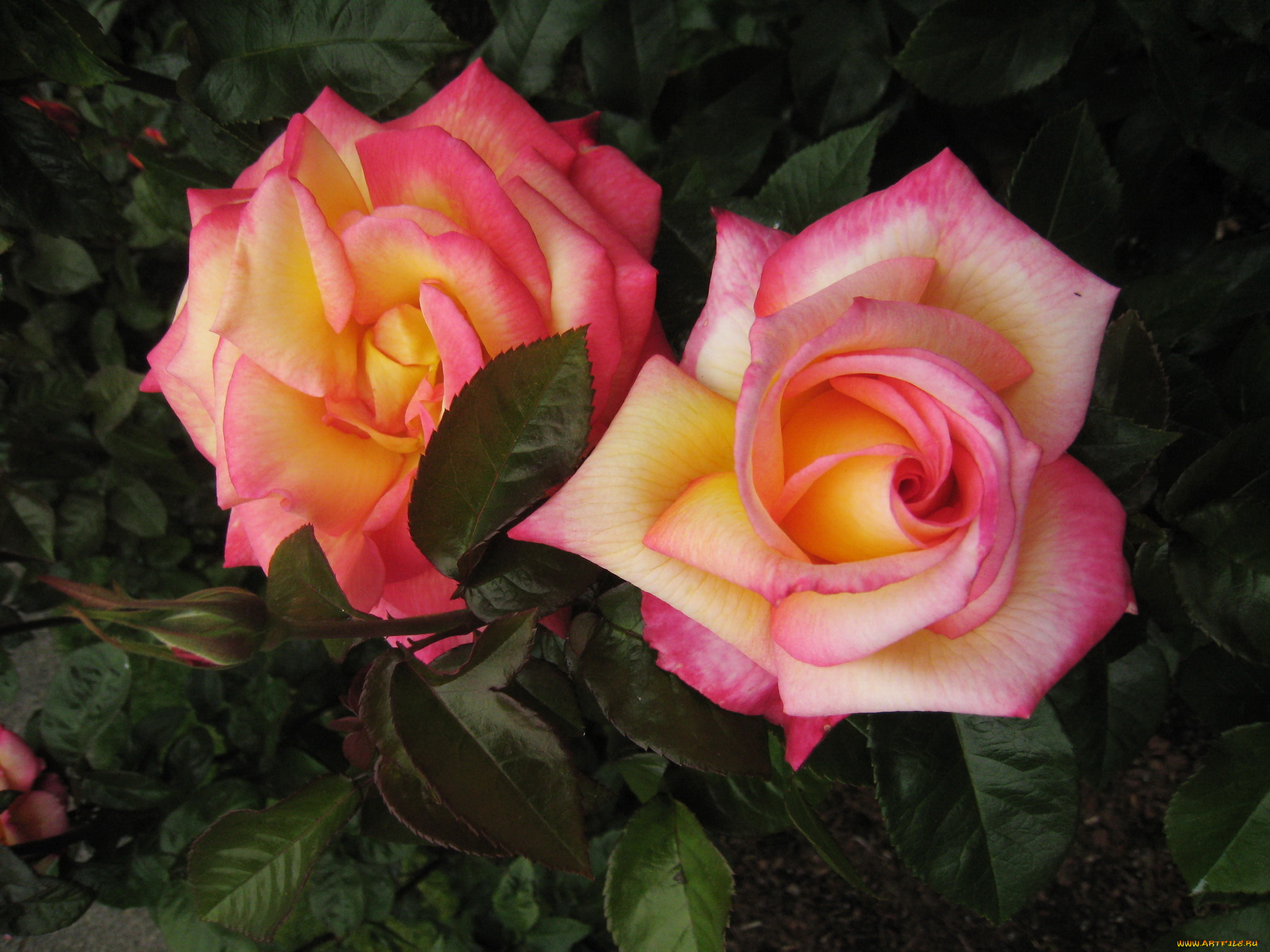 цветы, розы