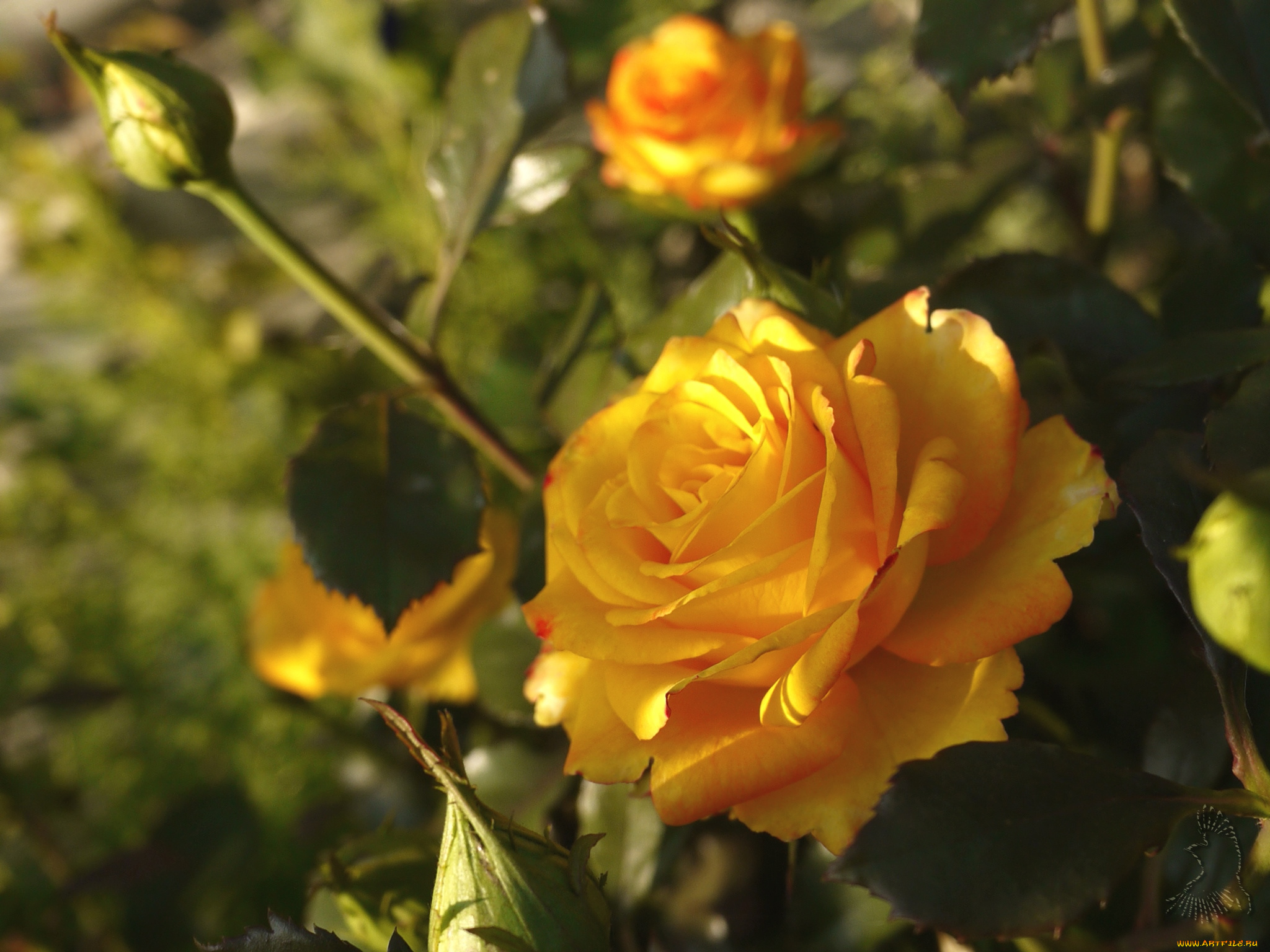 цветы, розы, желтый
