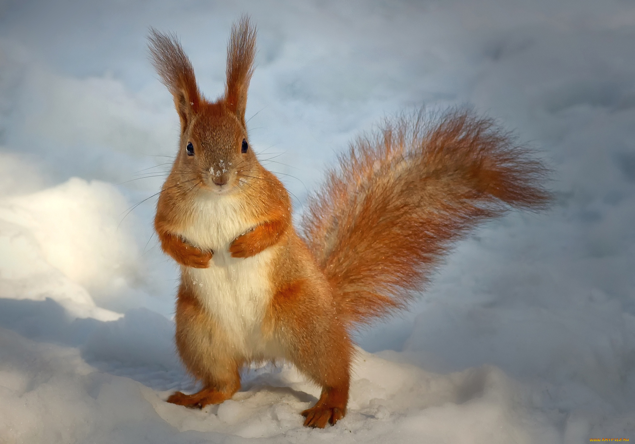 животные, белки, стойка